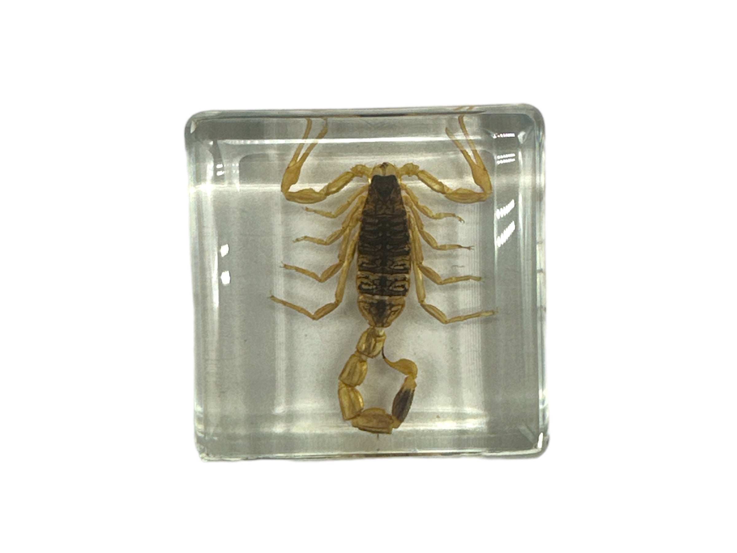 Golden Scorpion - Specimen In Resin