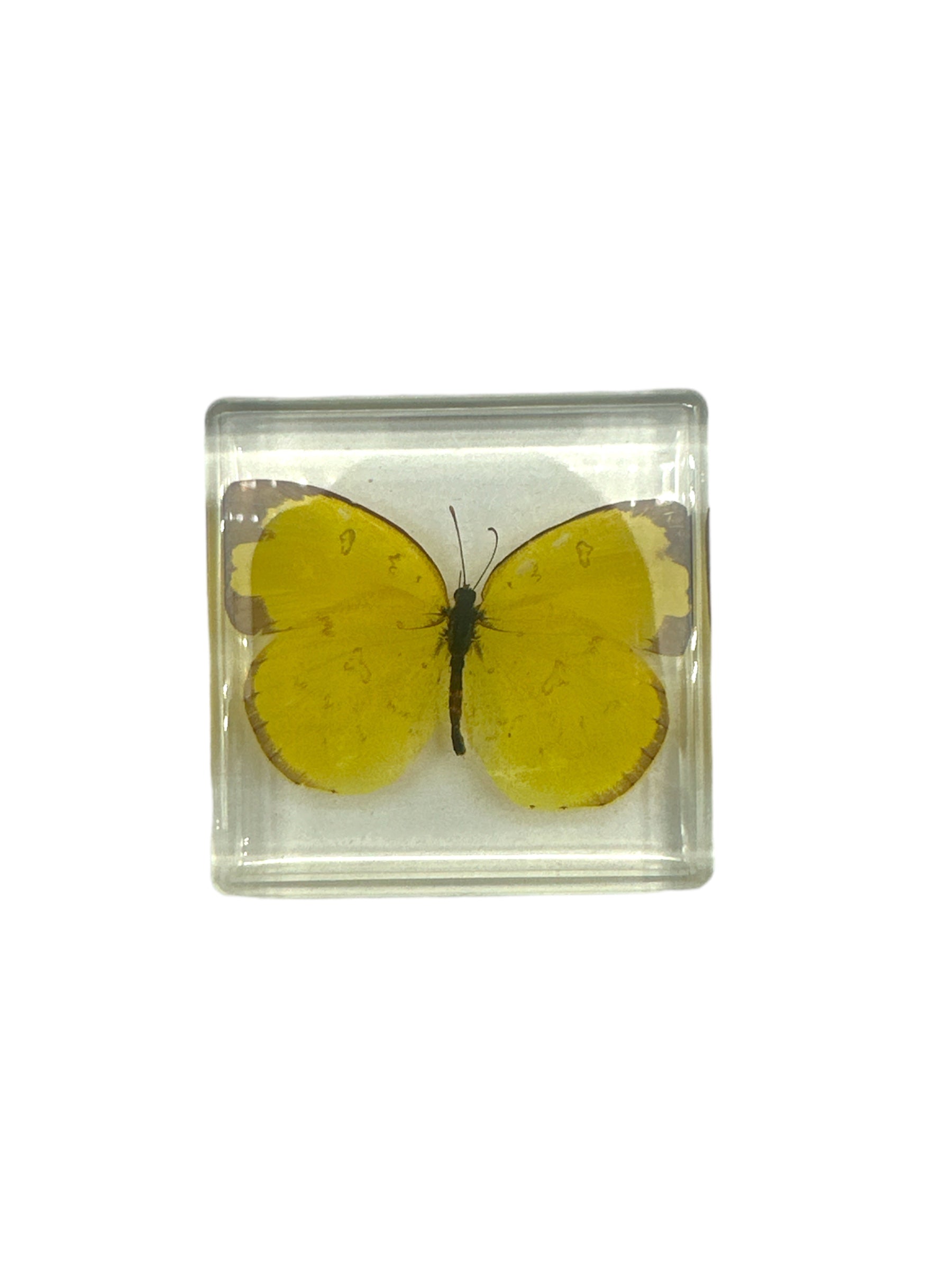 Three-Spot Grass Yellow Butterfly Resin Specimen