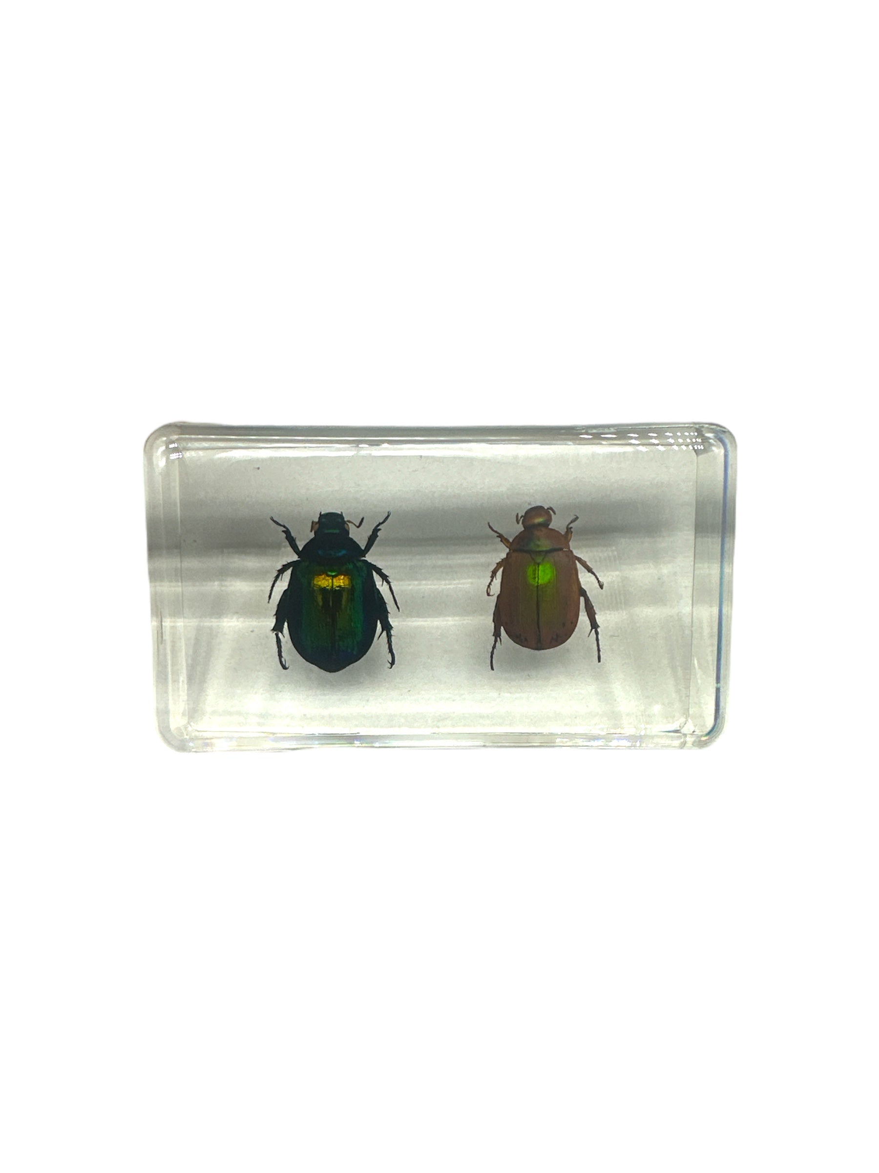 2 Stag Beetles - Specimen In Resin