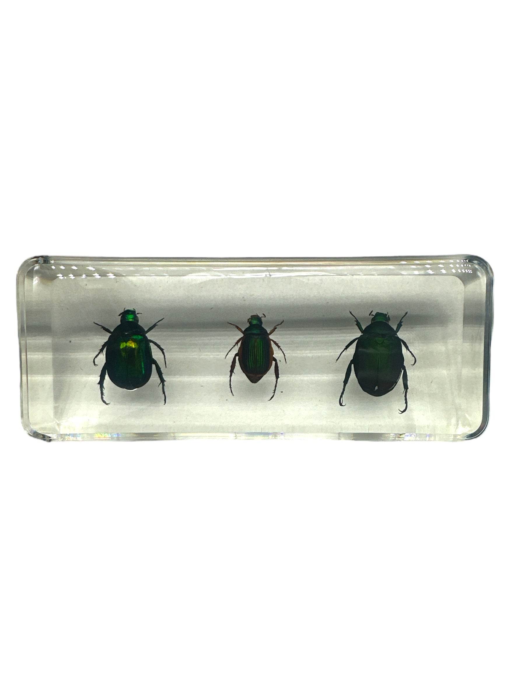 3 Stag Beetles - Specimen In Resin
