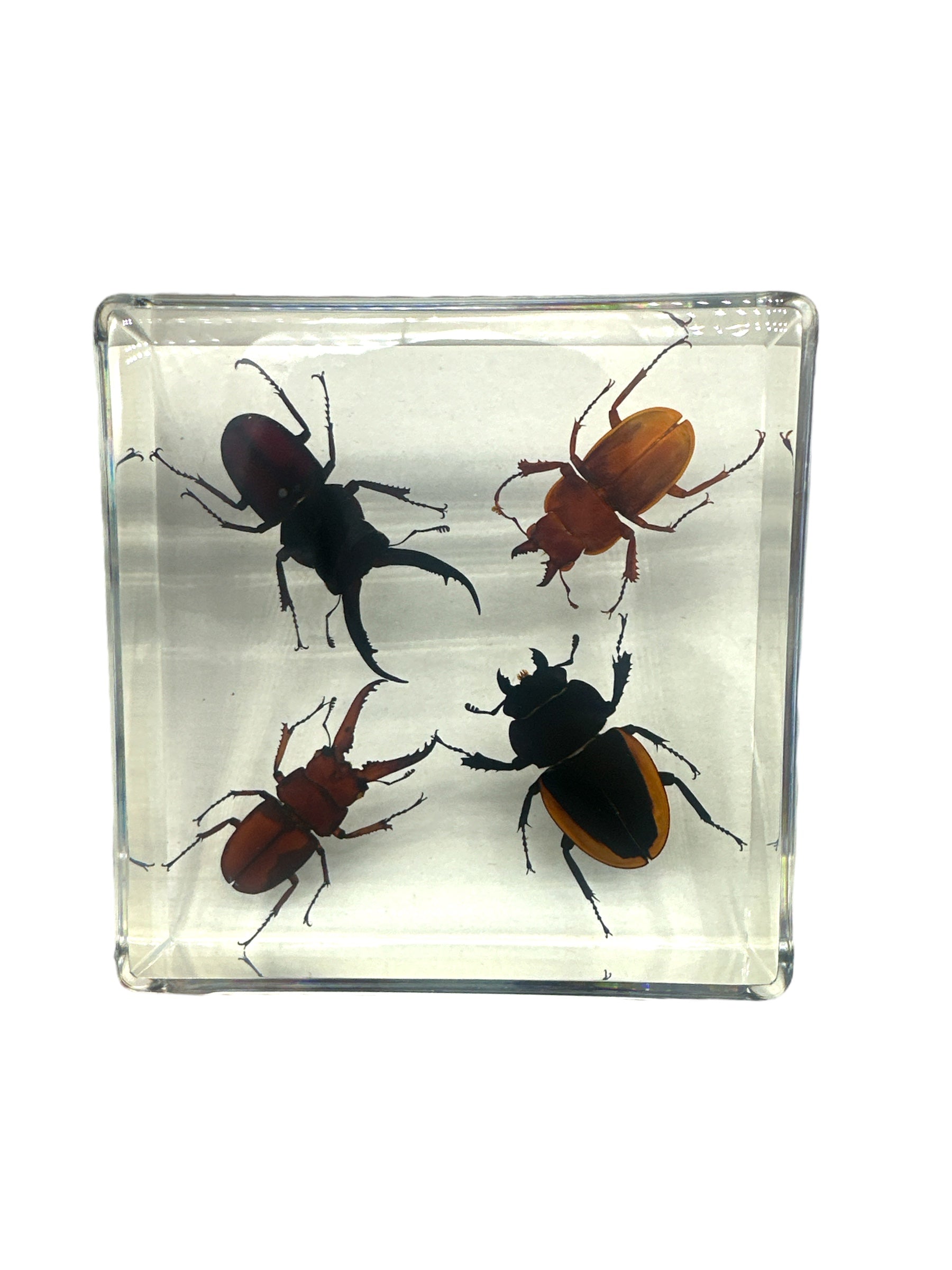 4 Stag Beetles - Specimen In Resin