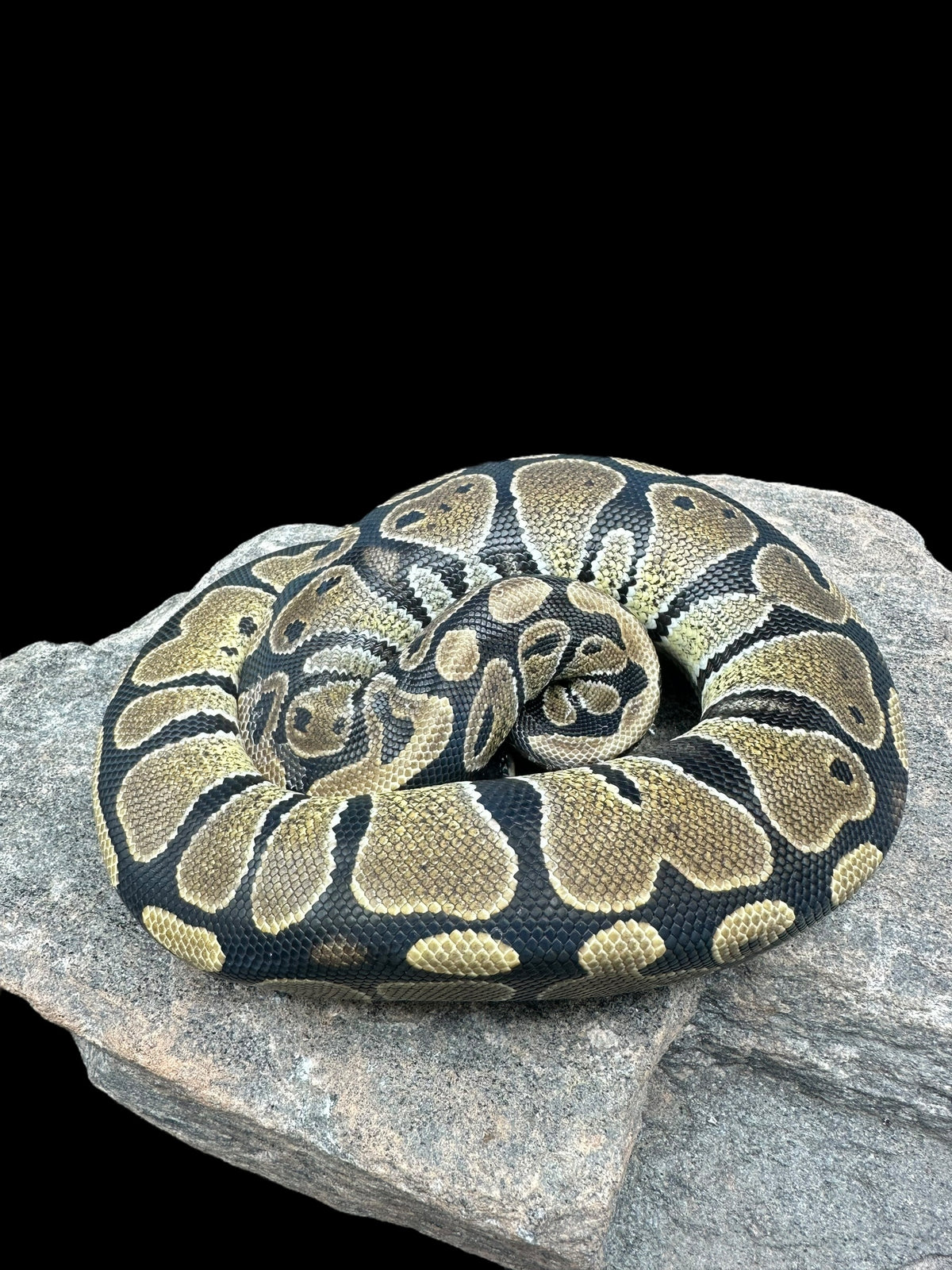 Google Ball Python Reptile - Livestock/All Snakes/All Pythons/Ball Pythons