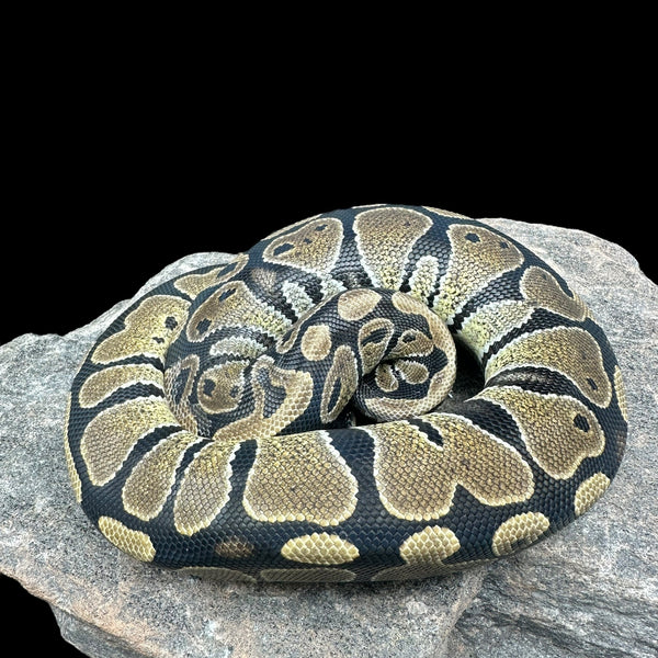 IMG-4234_600x600_crop_center.