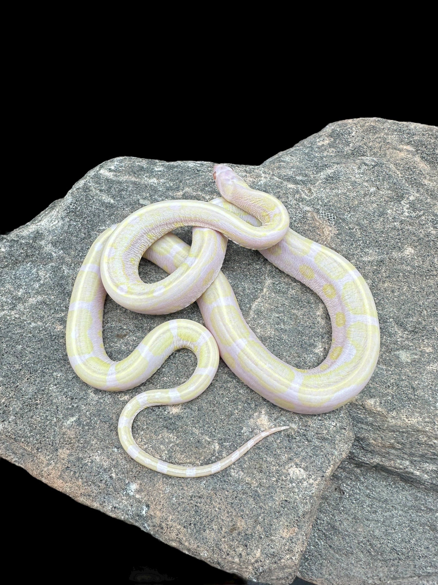 White Corn Snakes