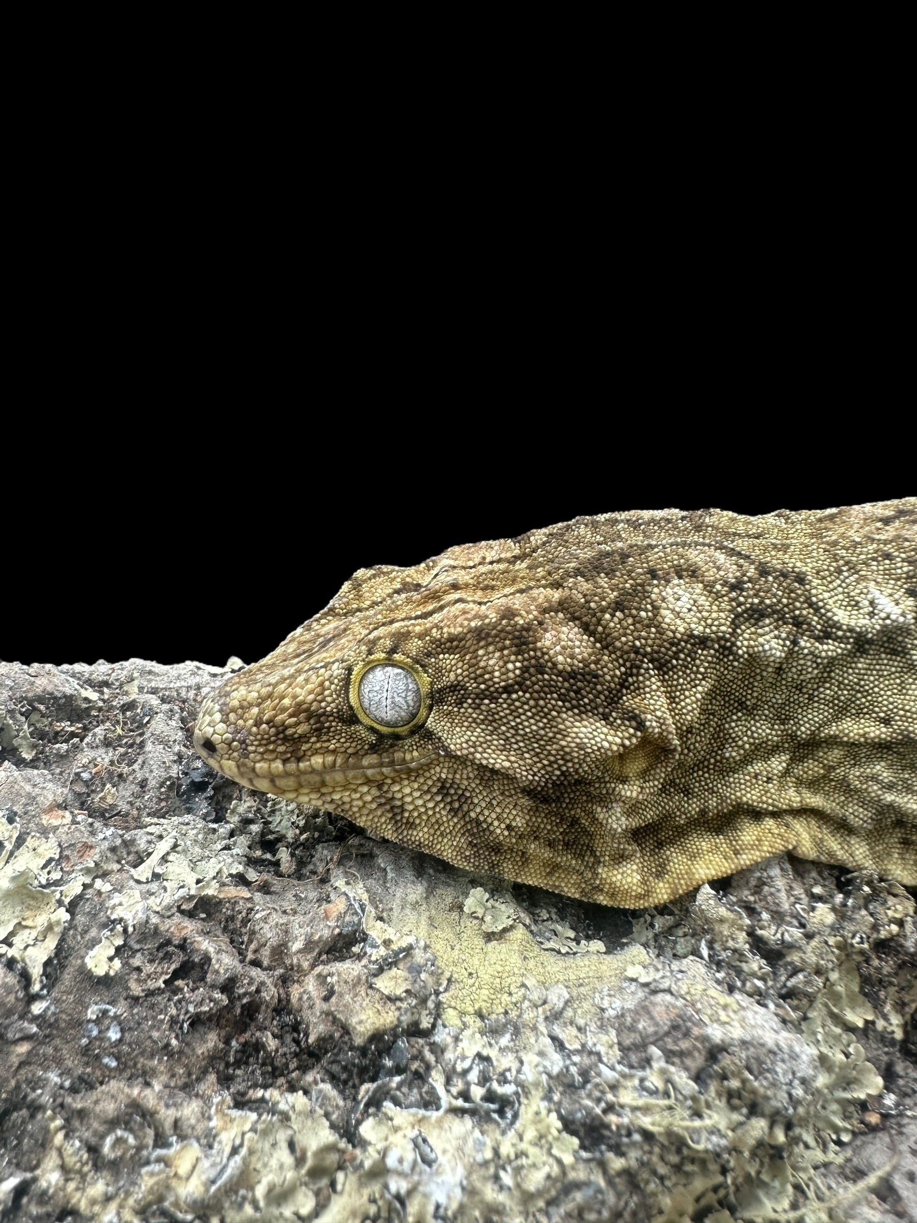 Leachianus Gecko (Nu Ana X Nuu Ami) Female - 3 Years Old CBB