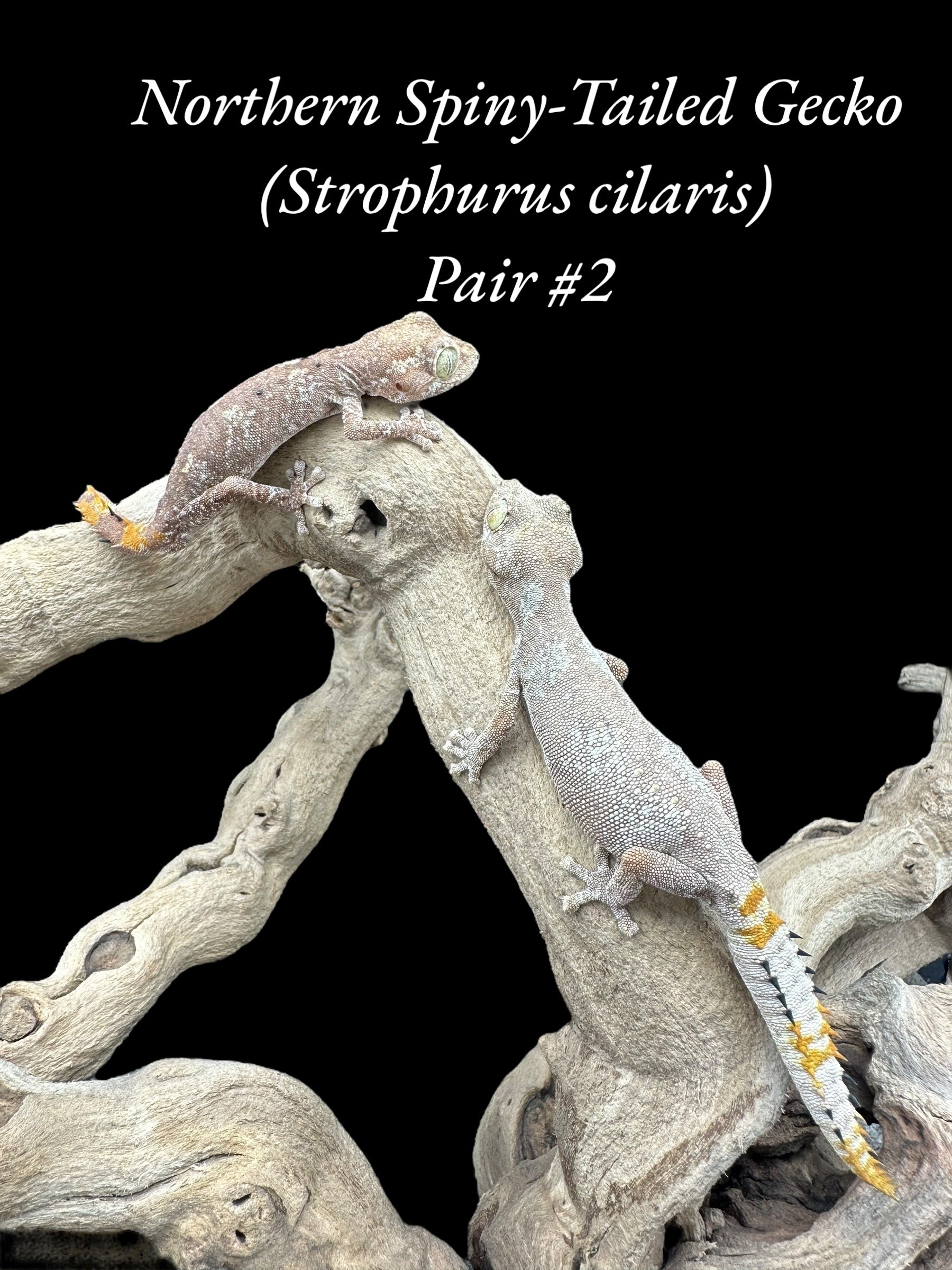 Northern Spiny-Tailed Gecko - Strophurus ciliaris CBB