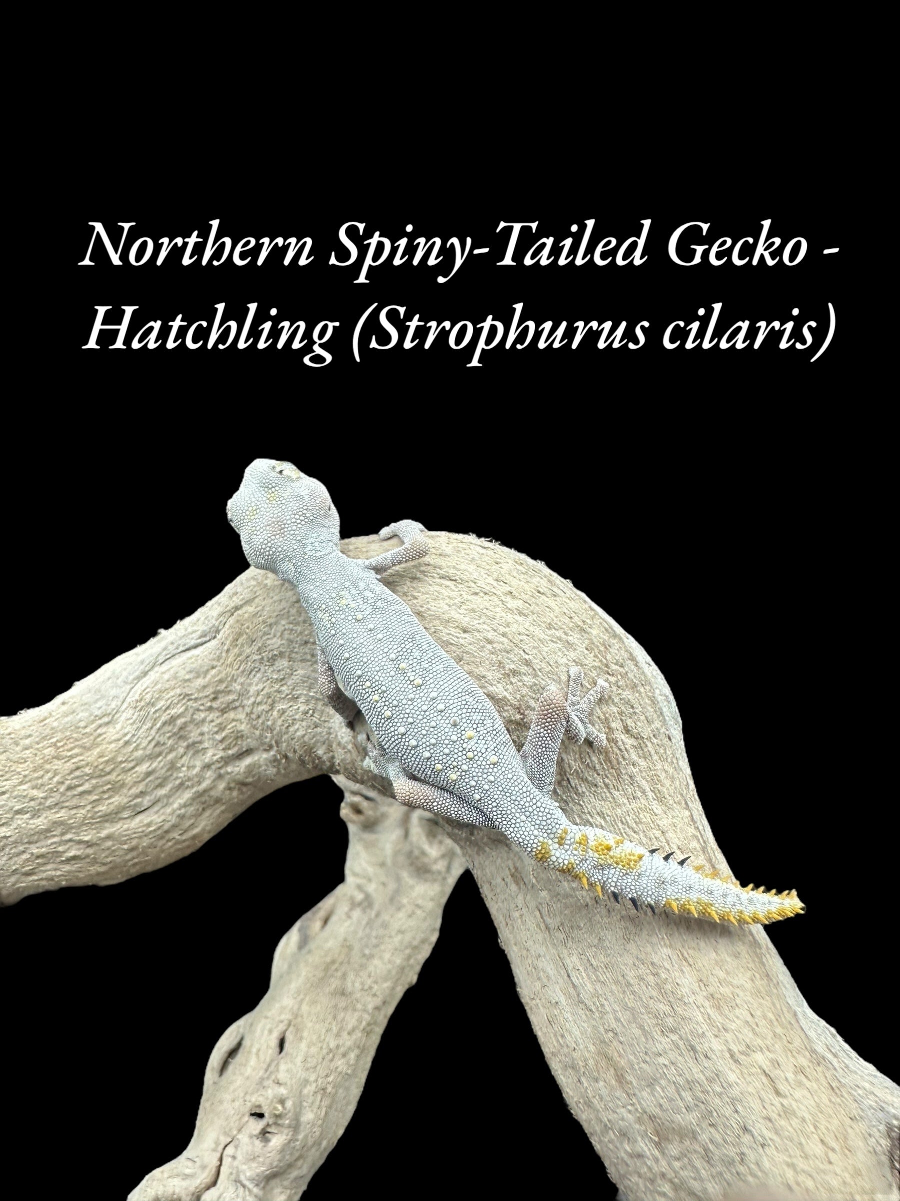 Northern Spiny-Tailed Gecko - Strophurus ciliaris CBB