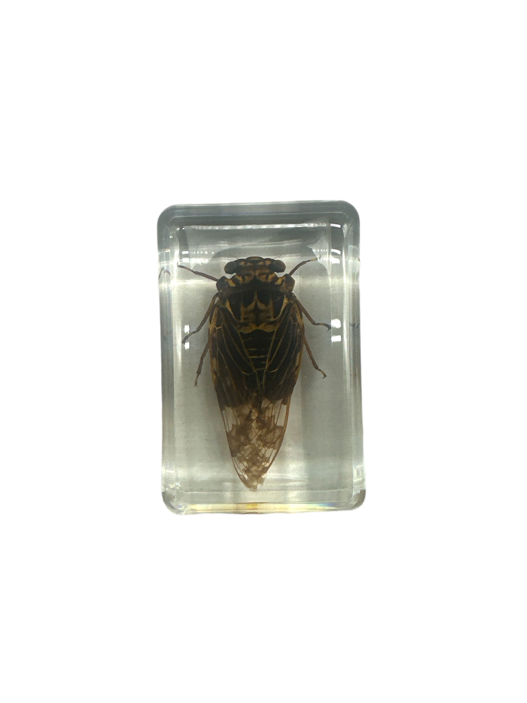 Golden Cicada - Specimen In Resin