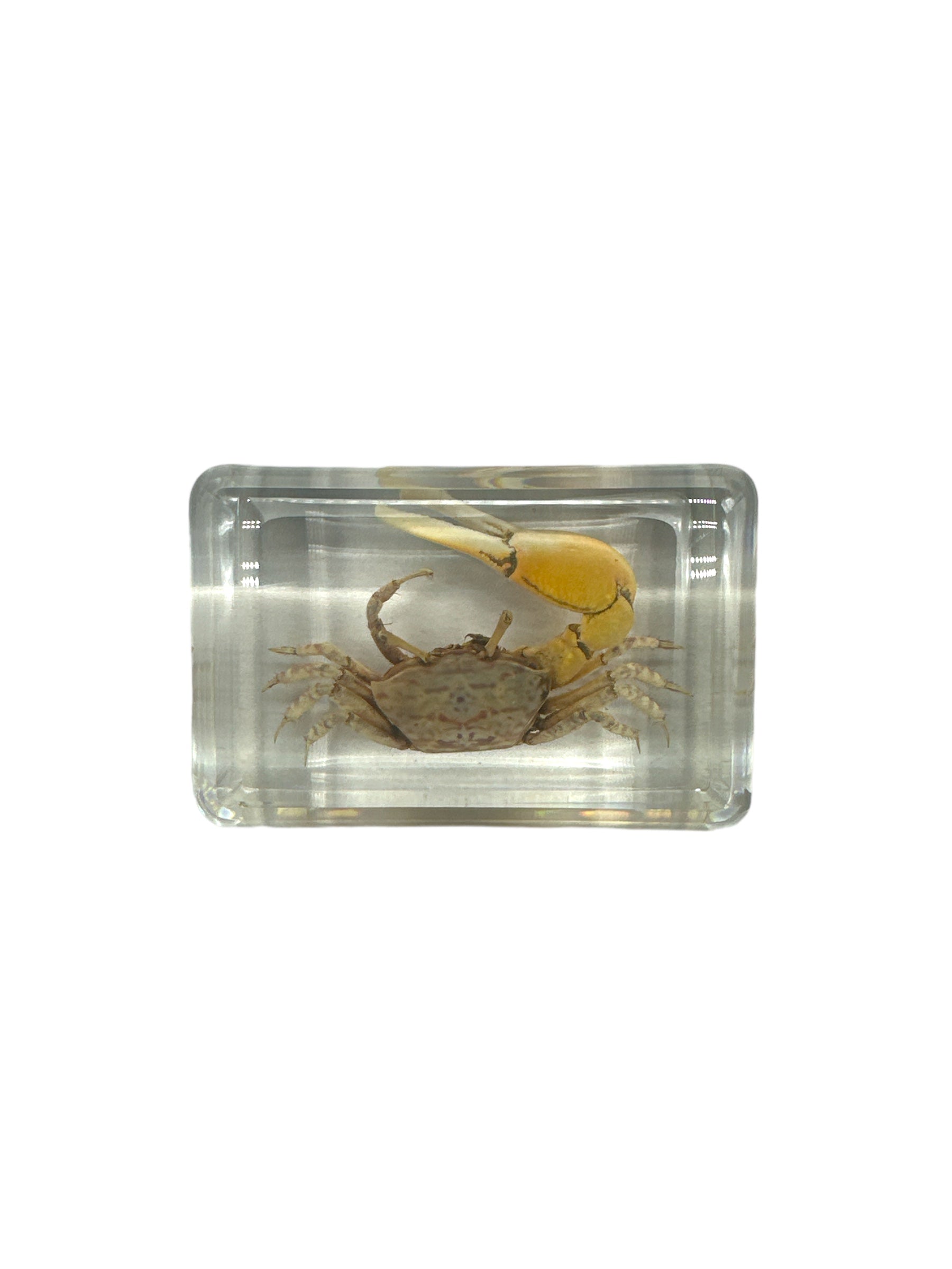 Fiddler Crab - Specimen In Resin