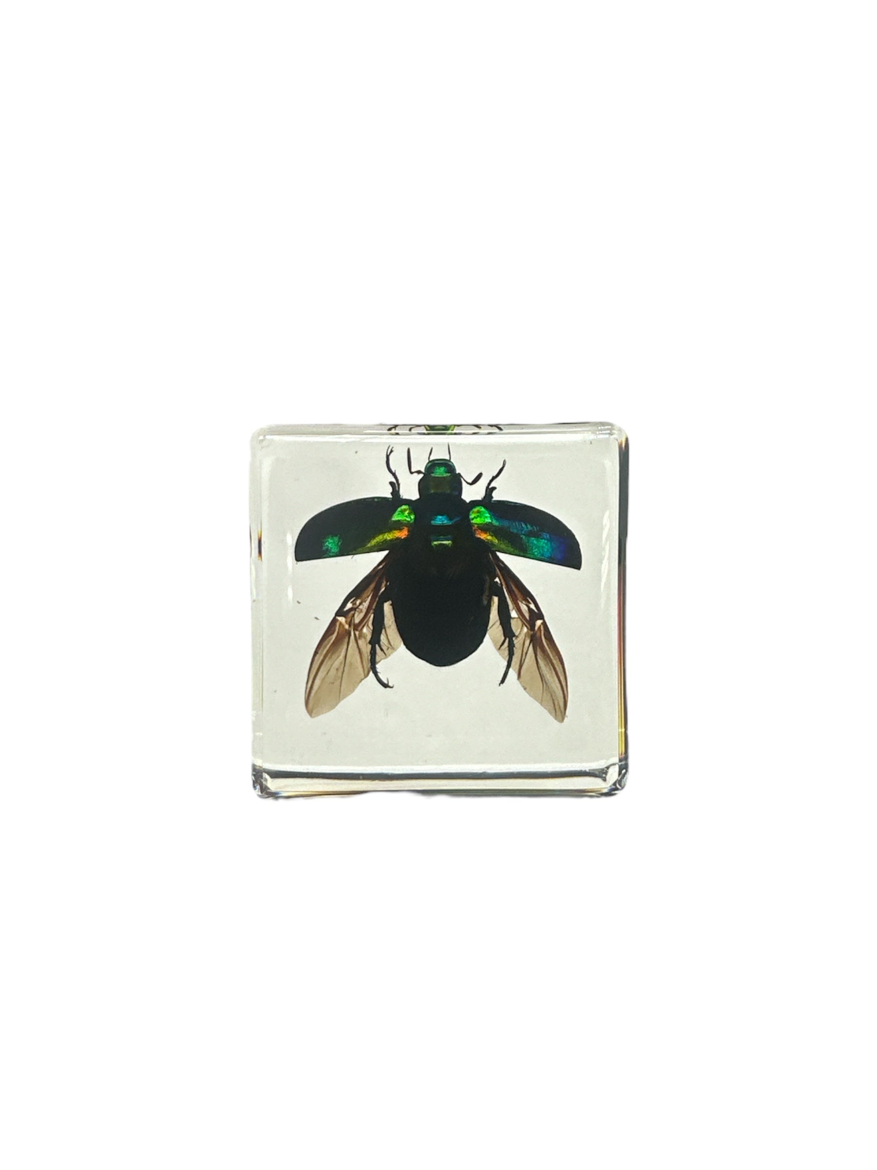 Colorful Scarab Beetle (Mimela splendens gyllenahl) - Specimen In Resin