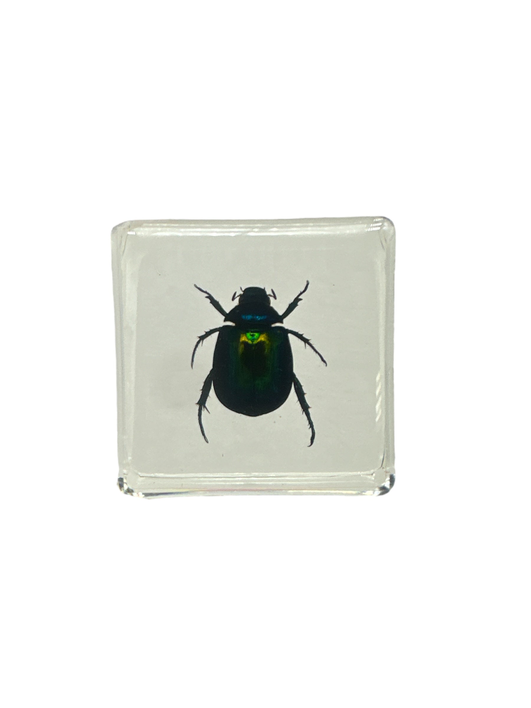 Colorful Scarab Beetle (Mimela splendens gyllenahl) - Specimen In Resin