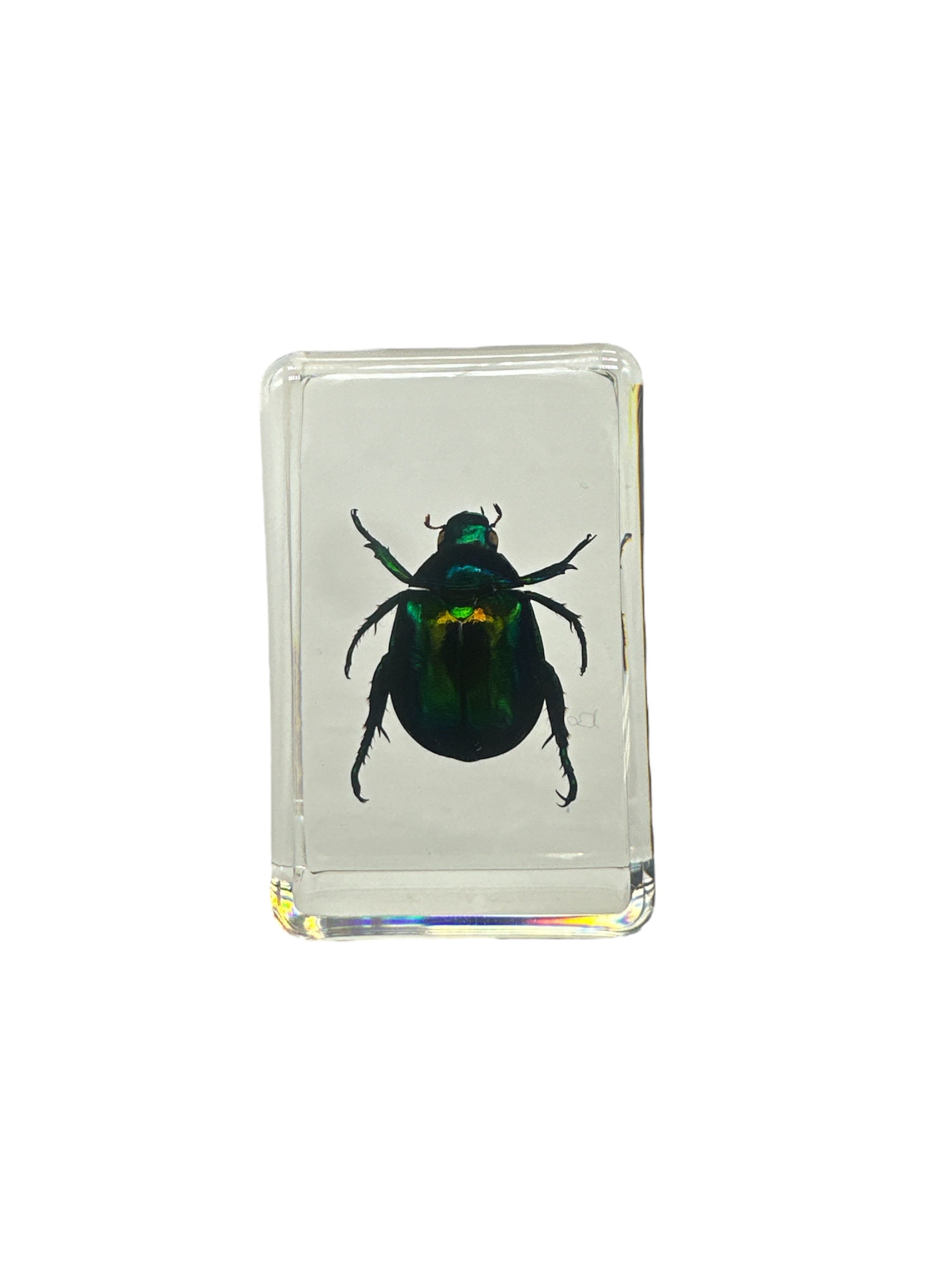 Colorful Scarab Beetle (Mimela splendens gyllenahl) - Specimen In Resin