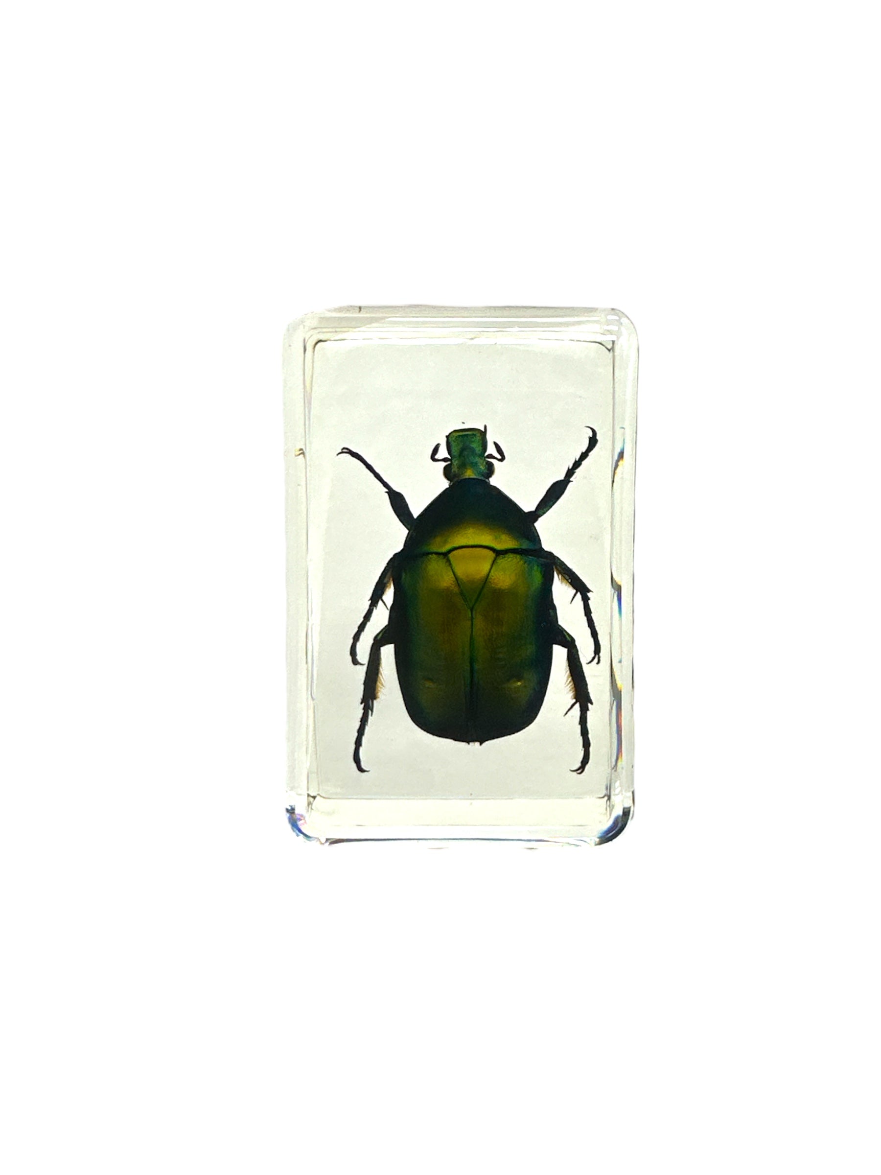 Green Rose Chafer Beetle - Specimen In Resin