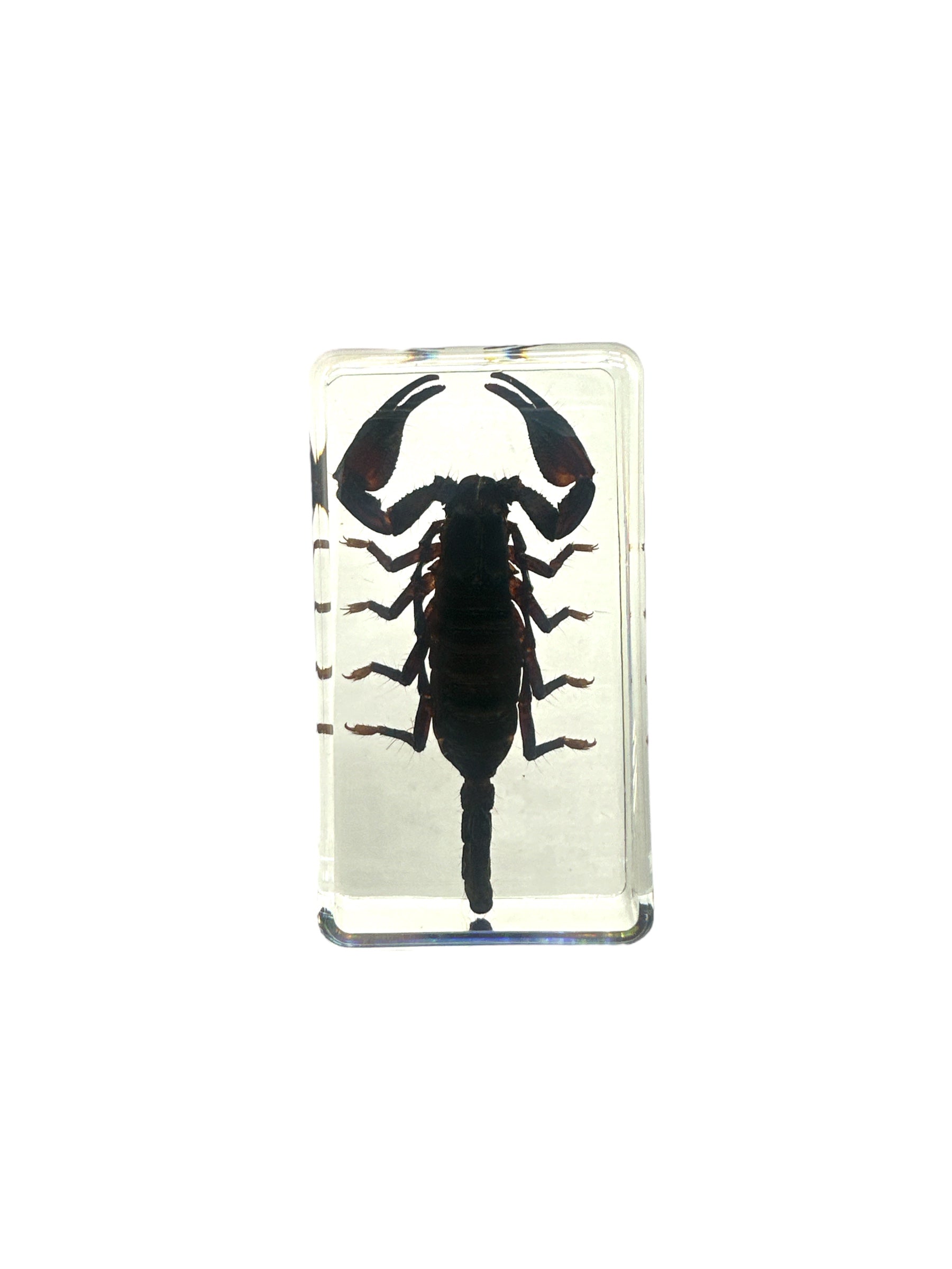 Black Scorpion - Specimen In Resin