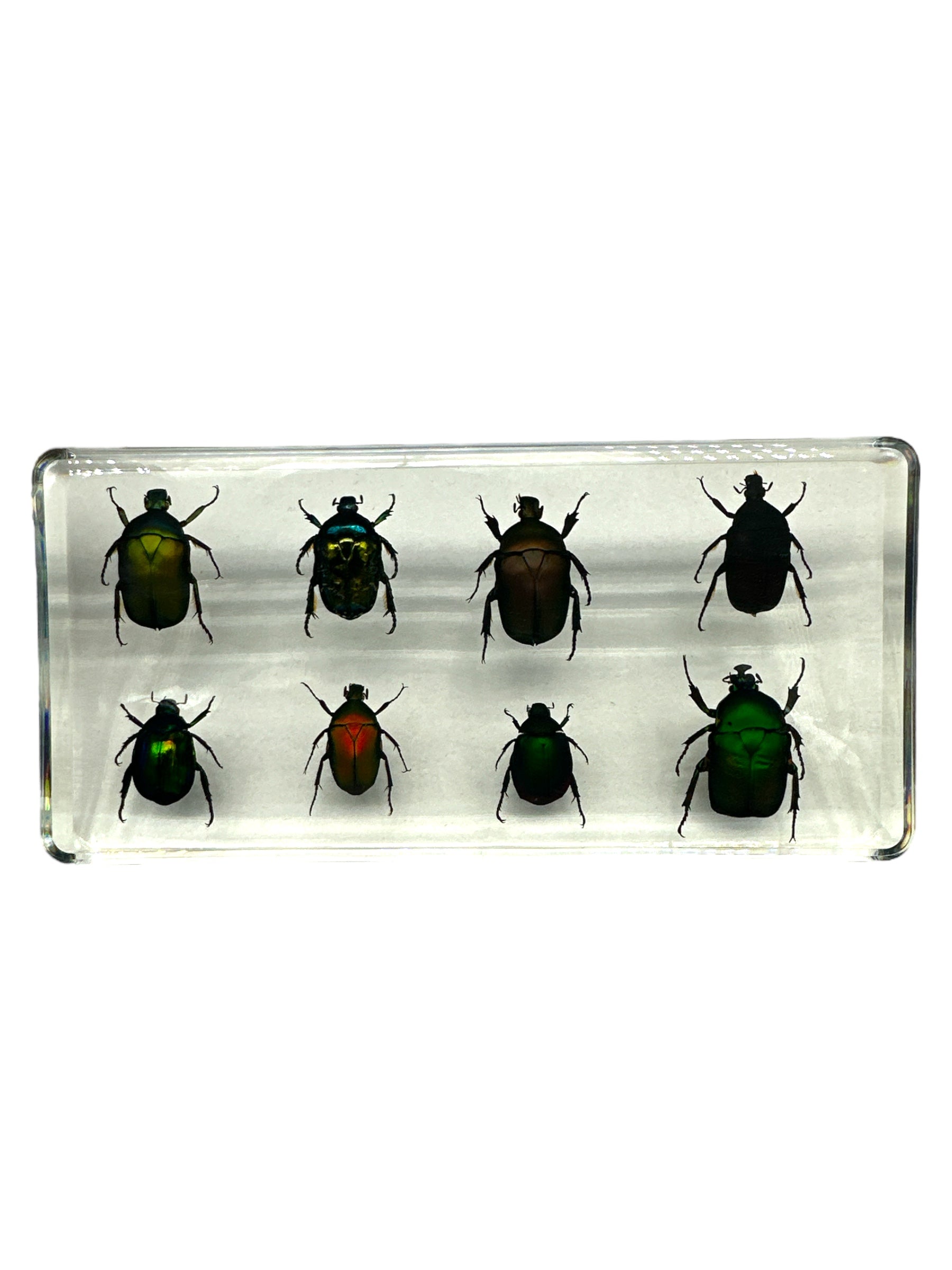 8 Rose Chafer Beetles Set - Specimen In Resin