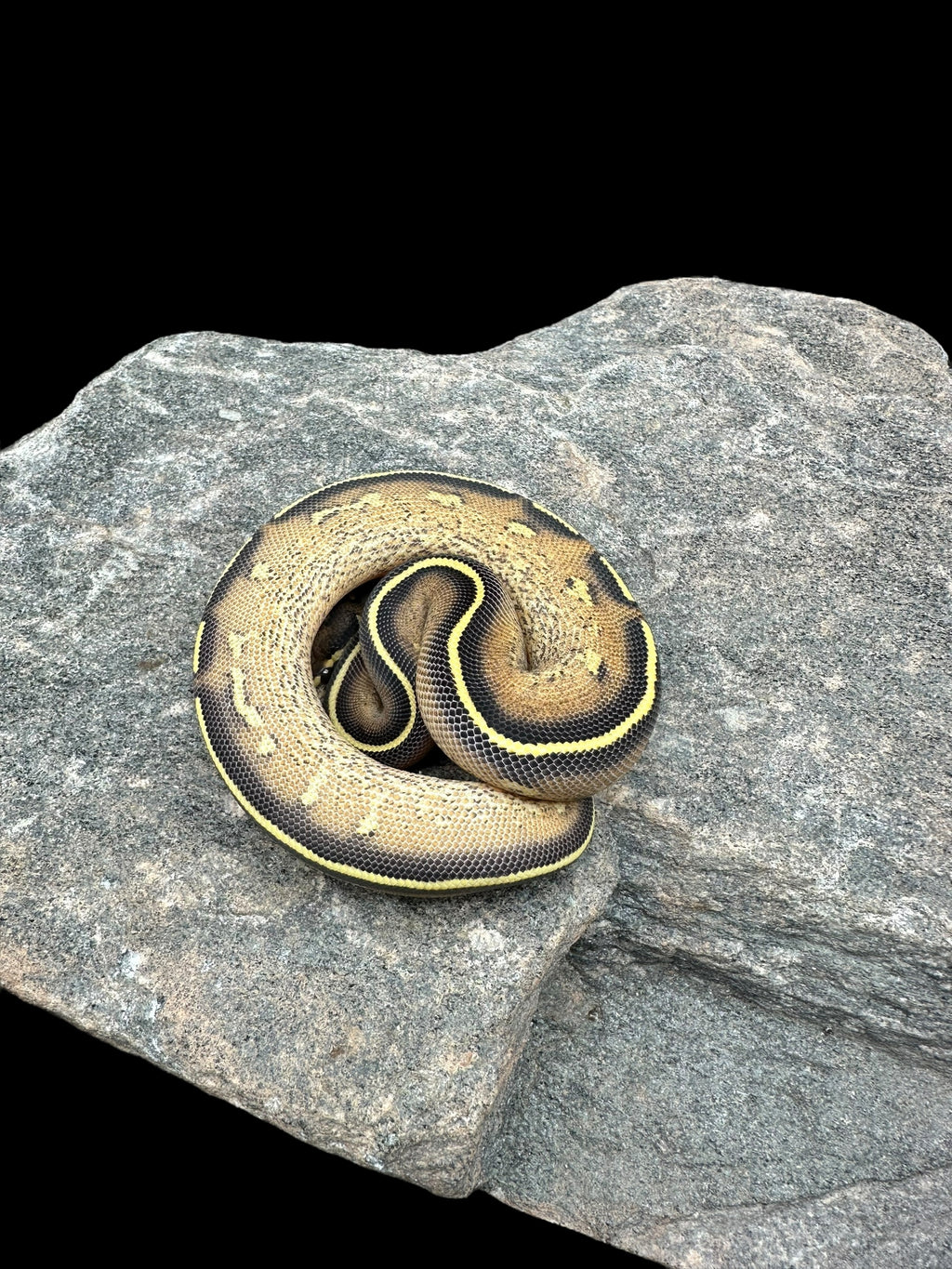 Double Freeway Ball Python Ball Python (Freeway)