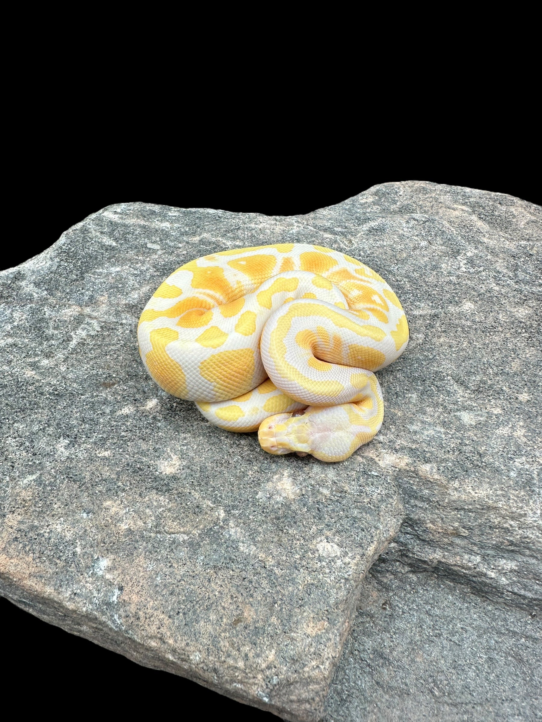 Ball Python (Pastel Lavender) CBB