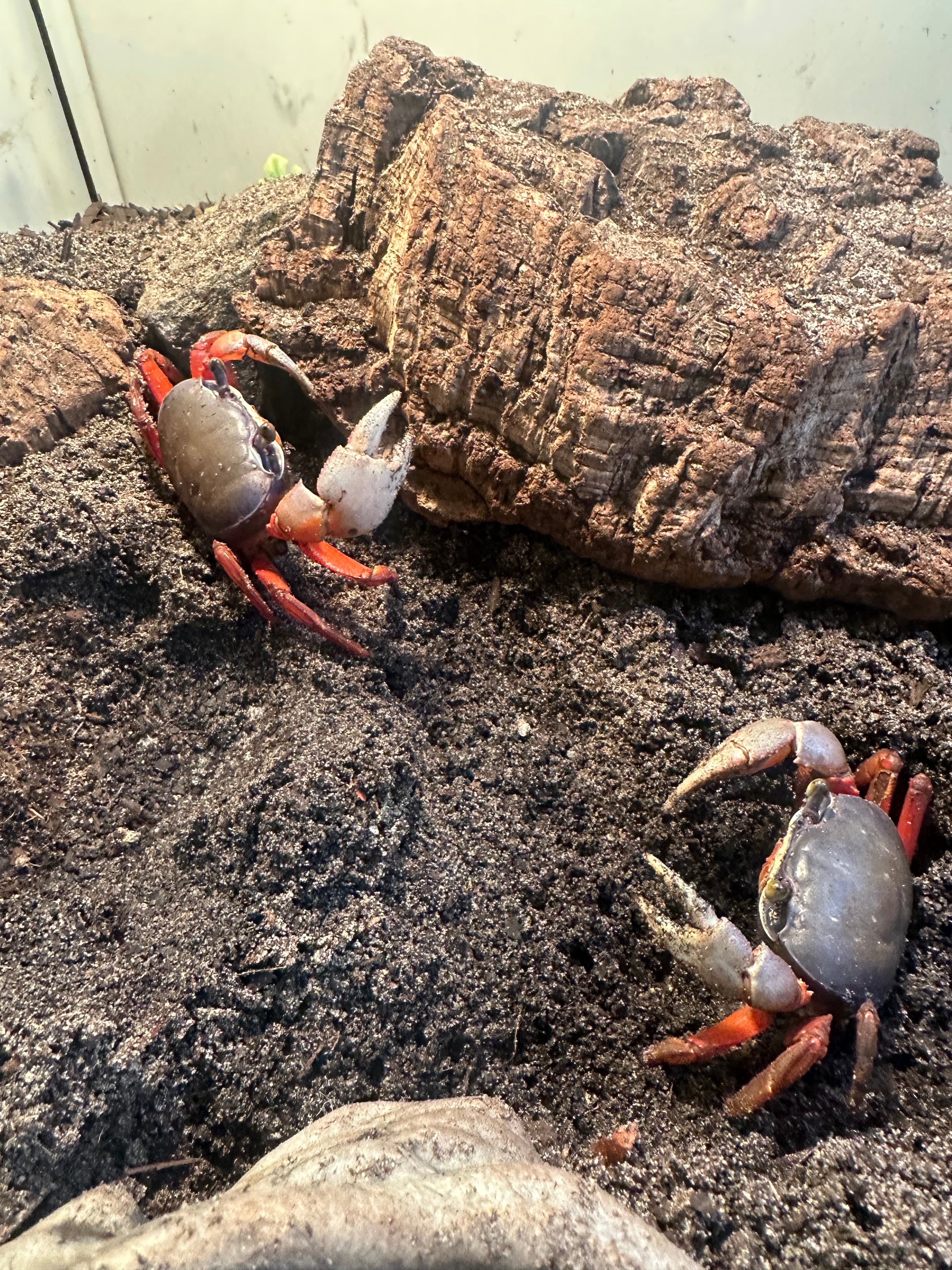 African Rainbow Crab