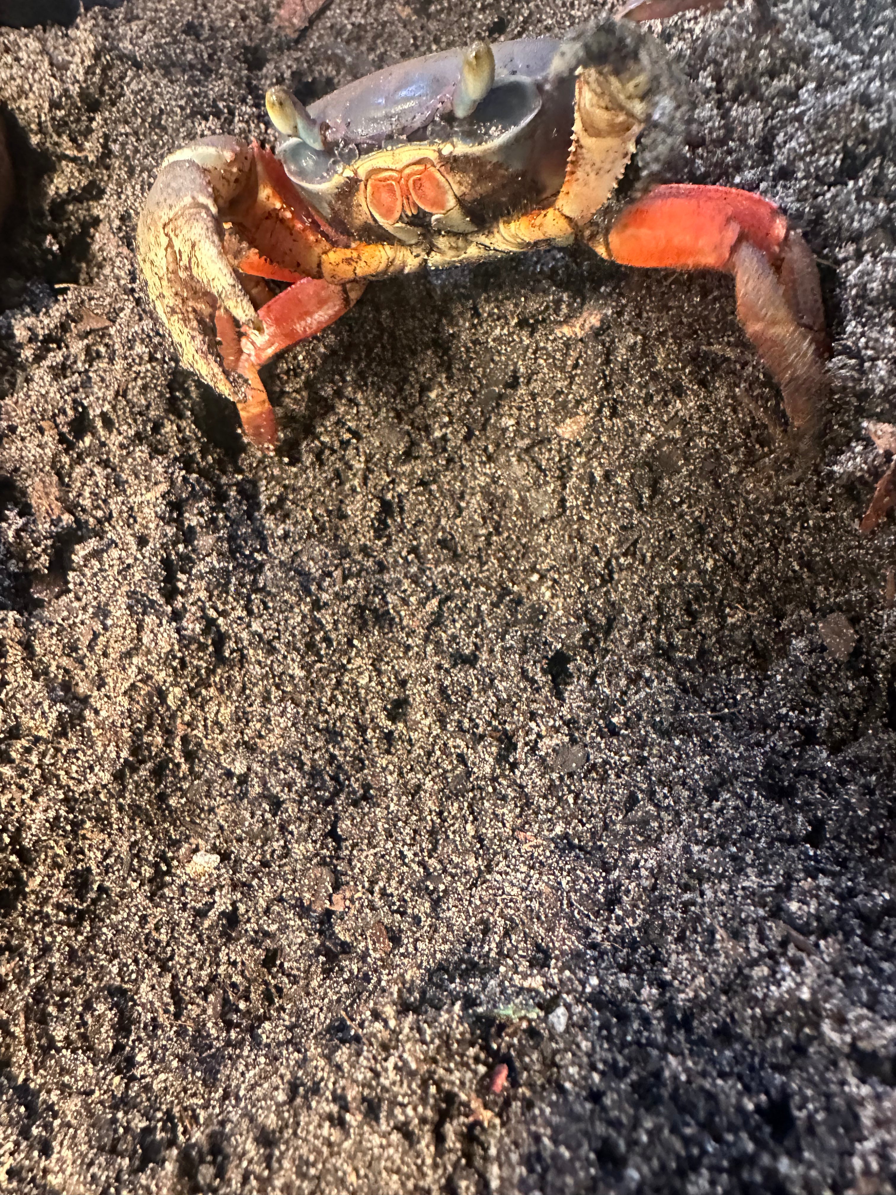 African Rainbow Crab