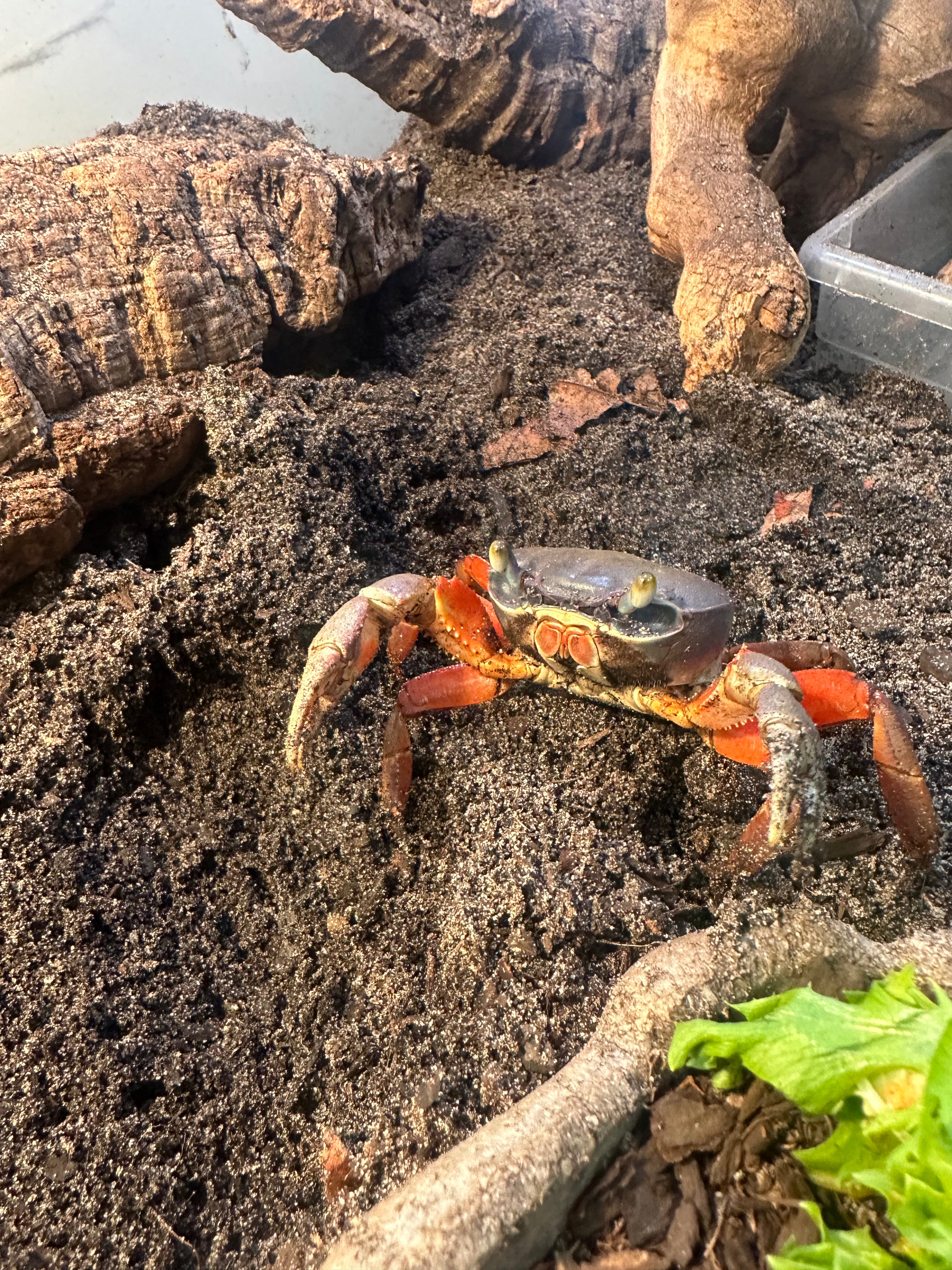 African Rainbow Crab