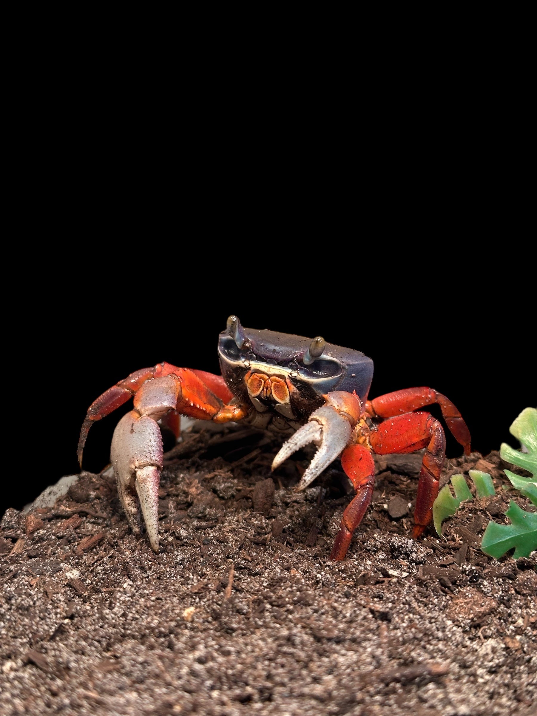 African Rainbow Crab