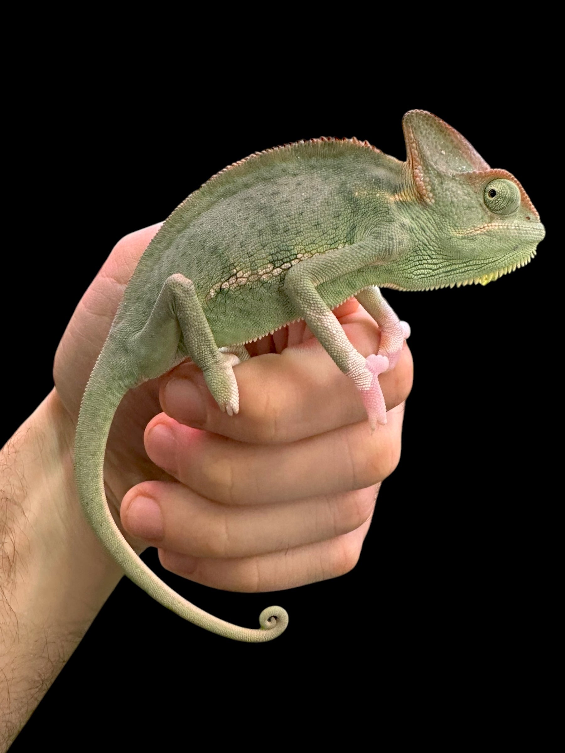 Veiled Chameleon (Translucent)