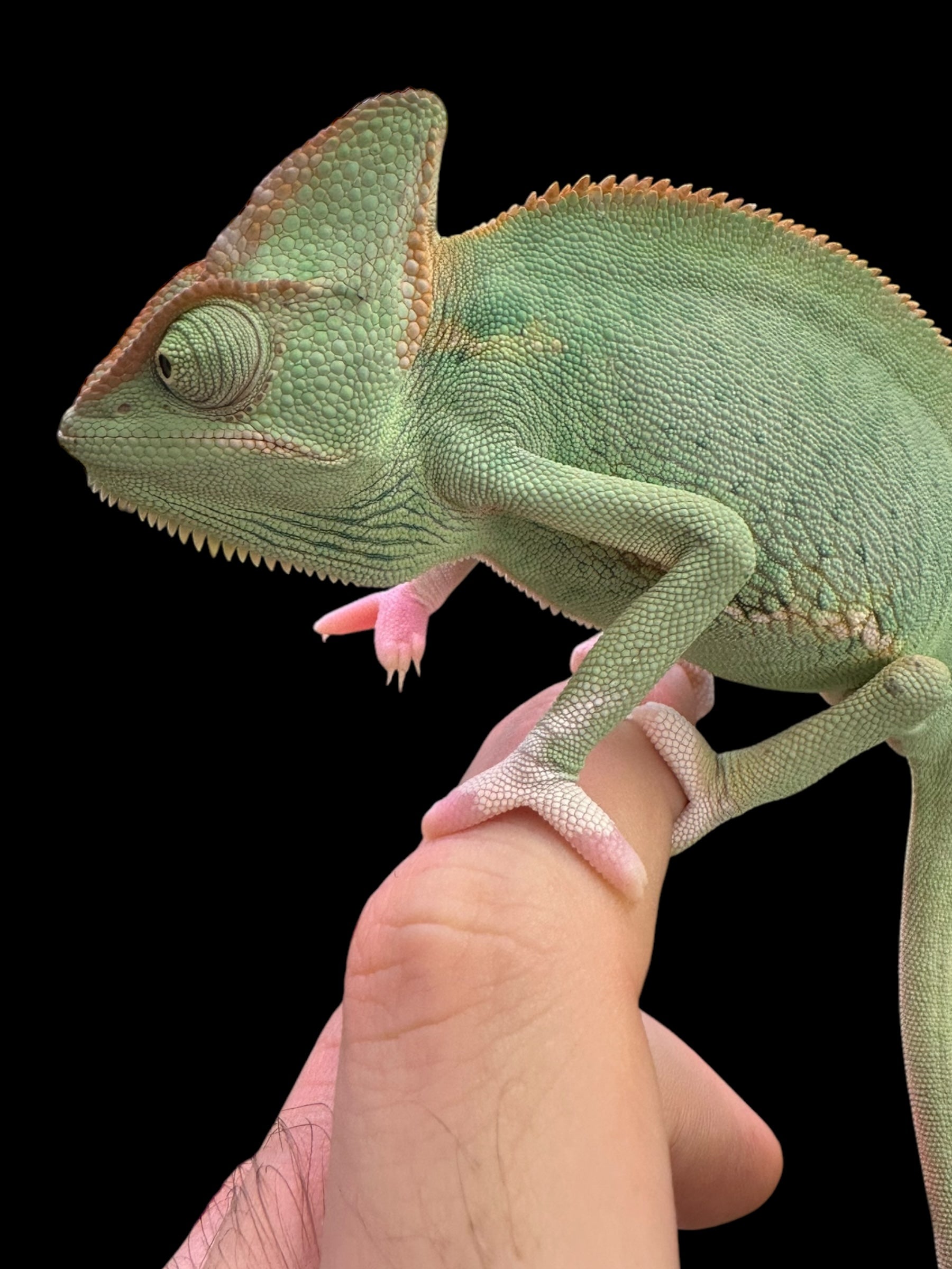 Veiled Chameleon (Translucent)