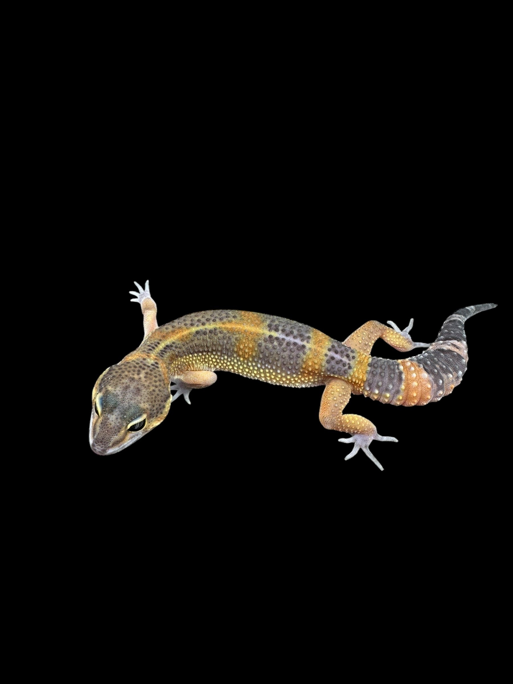 Leopard Gecko (Dark Black Night Mandarin Tangerine Het Tremper)