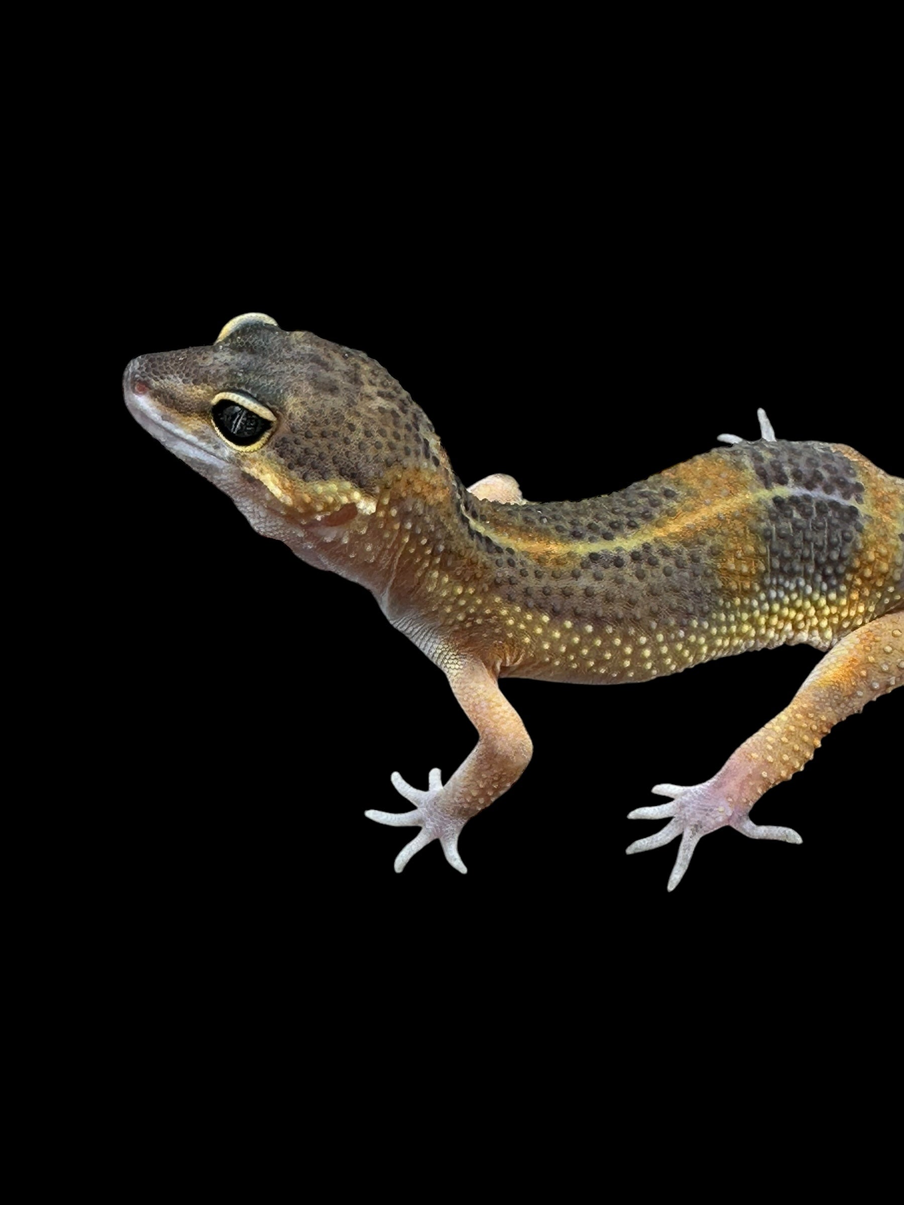 Leopard Gecko (Dark Black Night Mandarin Tangerine Het Tremper)