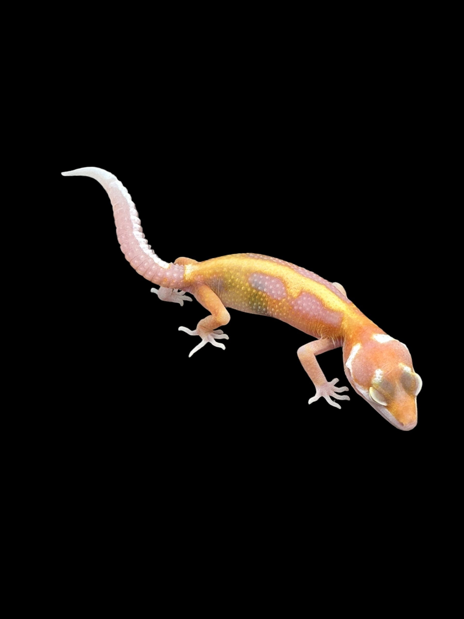 Leopard gecko (Tremper Bold Stripe Jungle WY Tangerine)