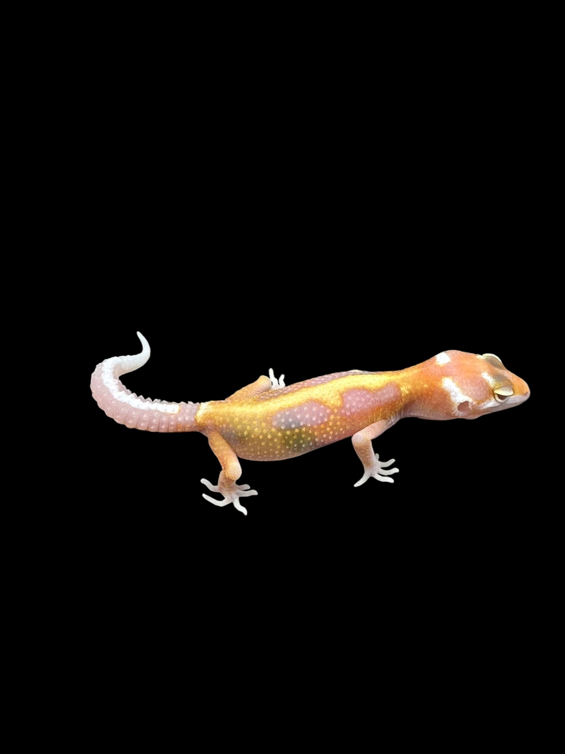 Leopard gecko (Tremper Bold Stripe Jungle WY Tangerine)