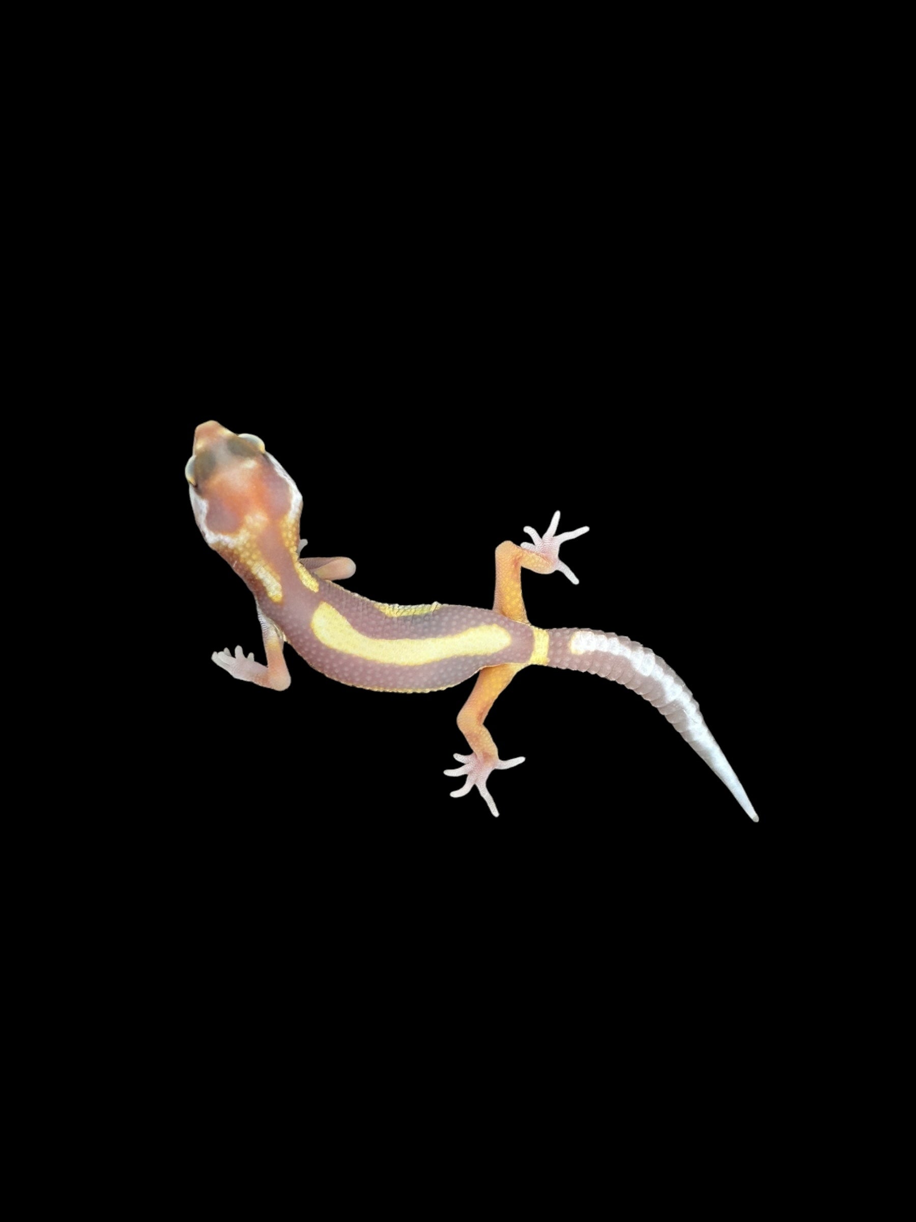 Leopard gecko (Tremper Bold Stripe Jungle WY Mack Snow)