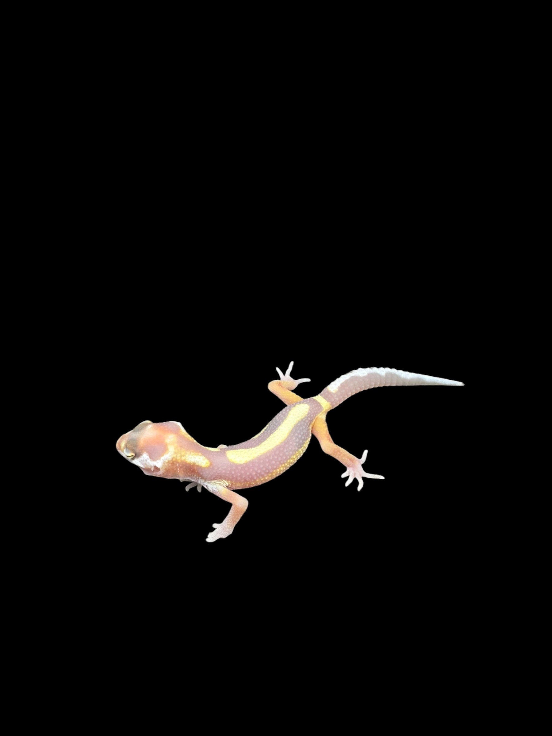 Leopard gecko (Tremper Bold Stripe Jungle WY Mack Snow)