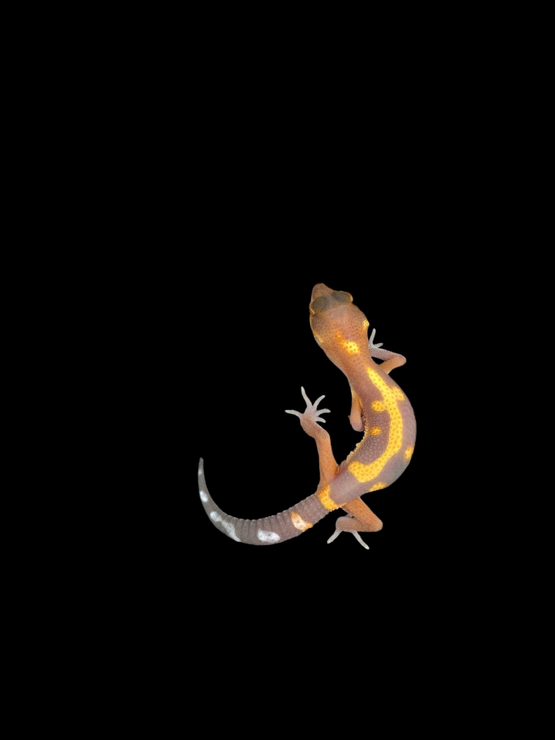 Leopard Gecko (Tremper Tangerine Jungle)