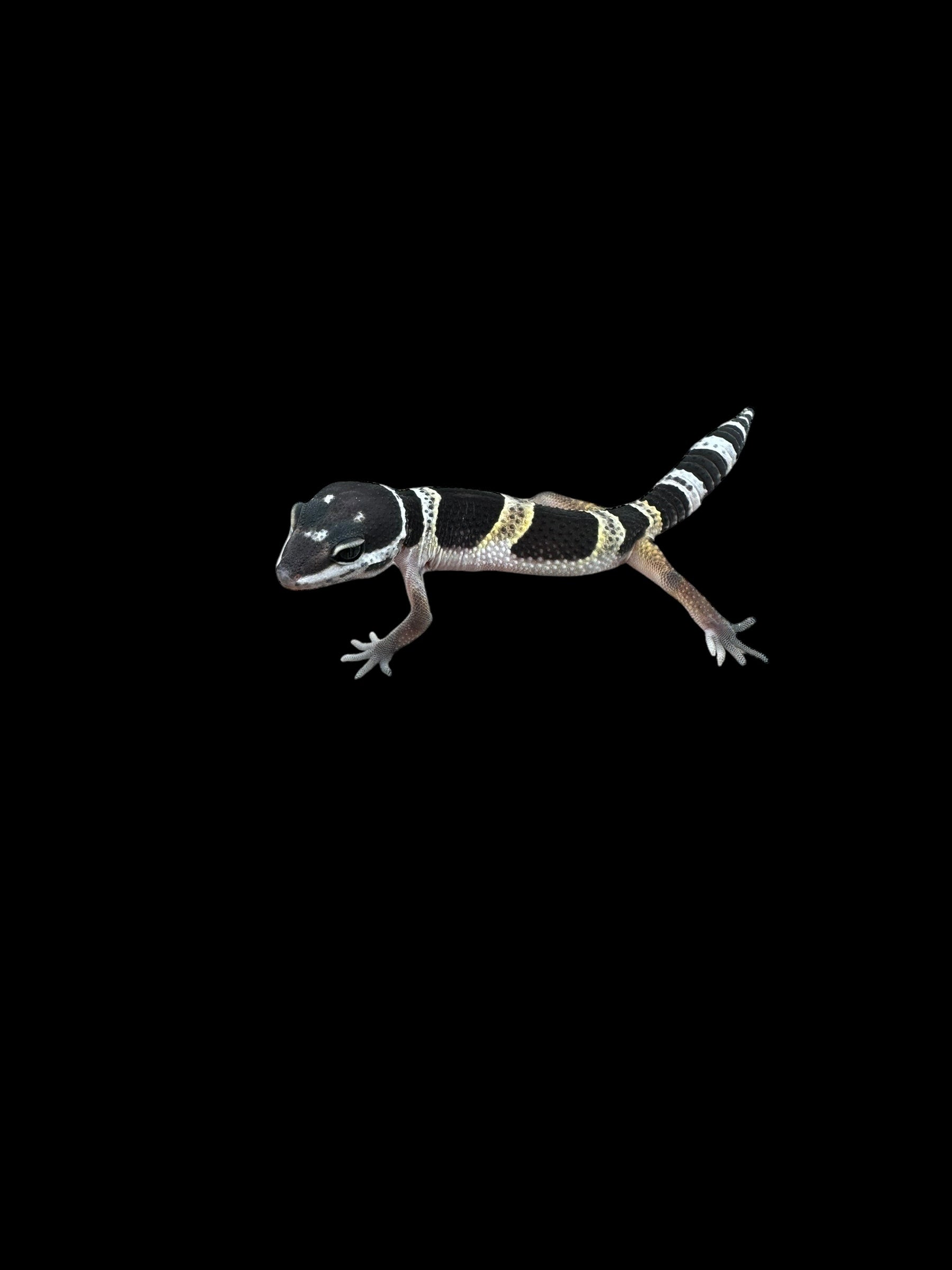 Leopard Gecko (Melanistic Cross)