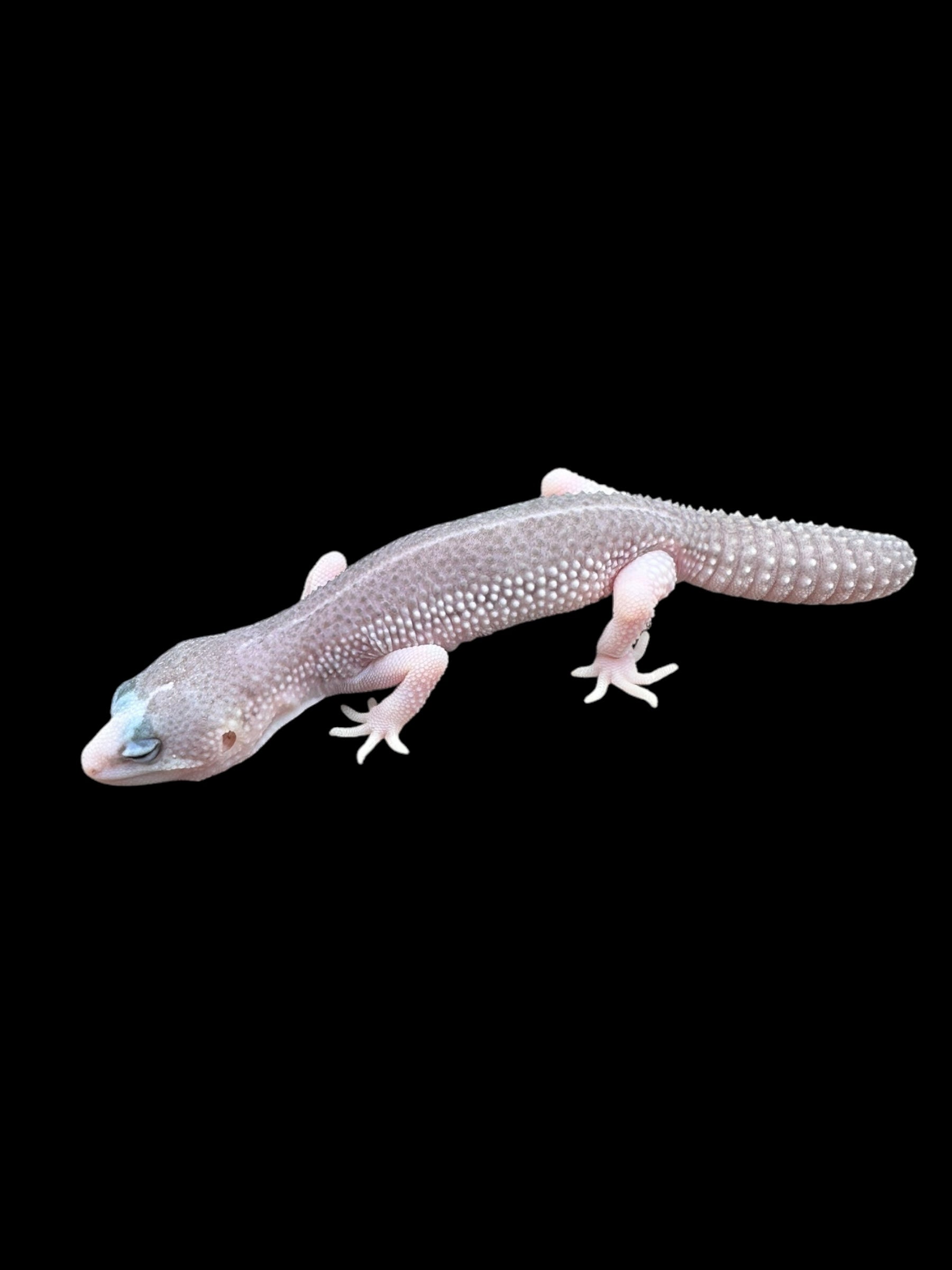 Leopard Gecko (Panda - Black Night Super Snow Eclipse)