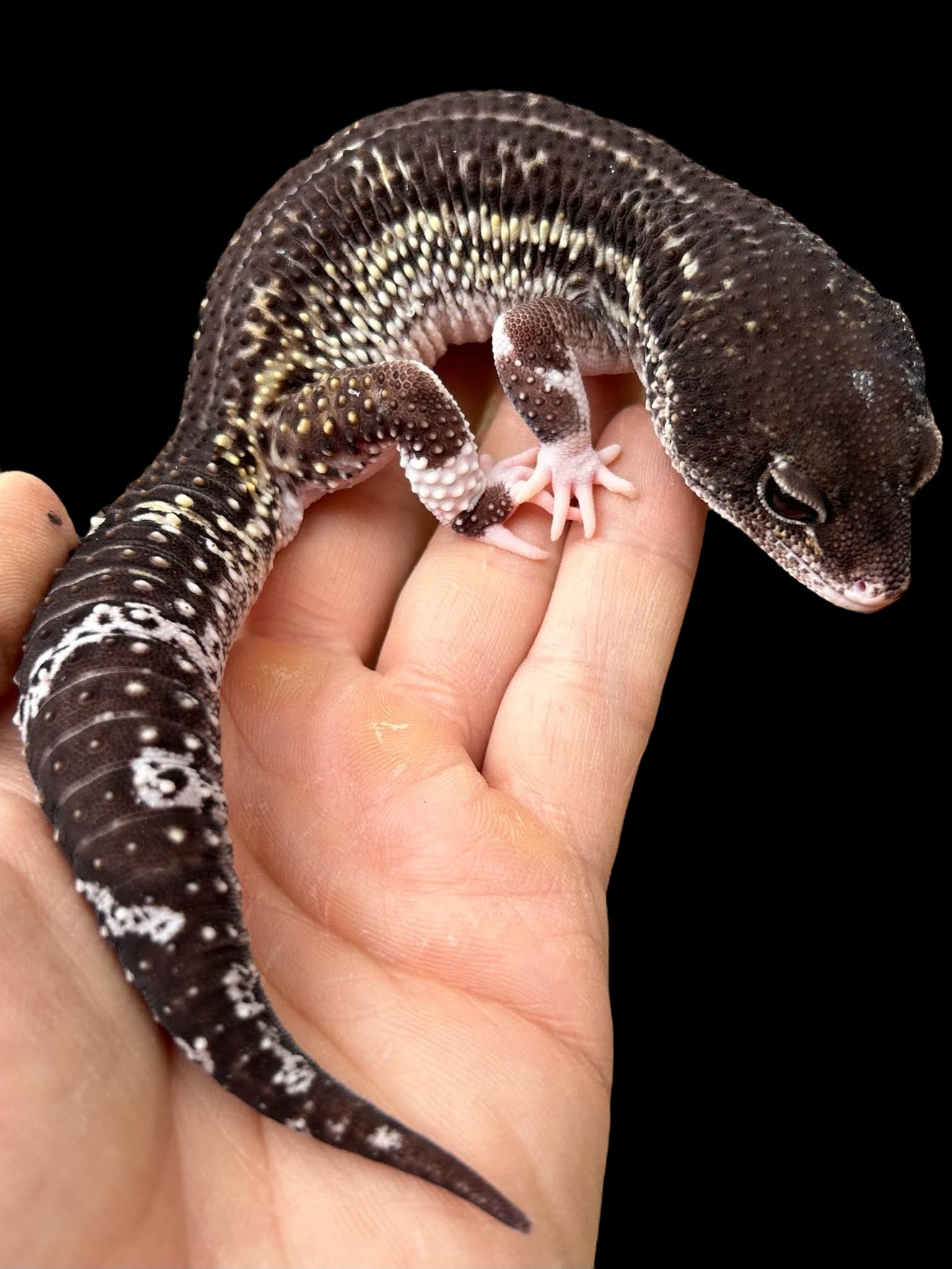 Leopard Gecko (Panda - Black Night Super Snow Eclipse)