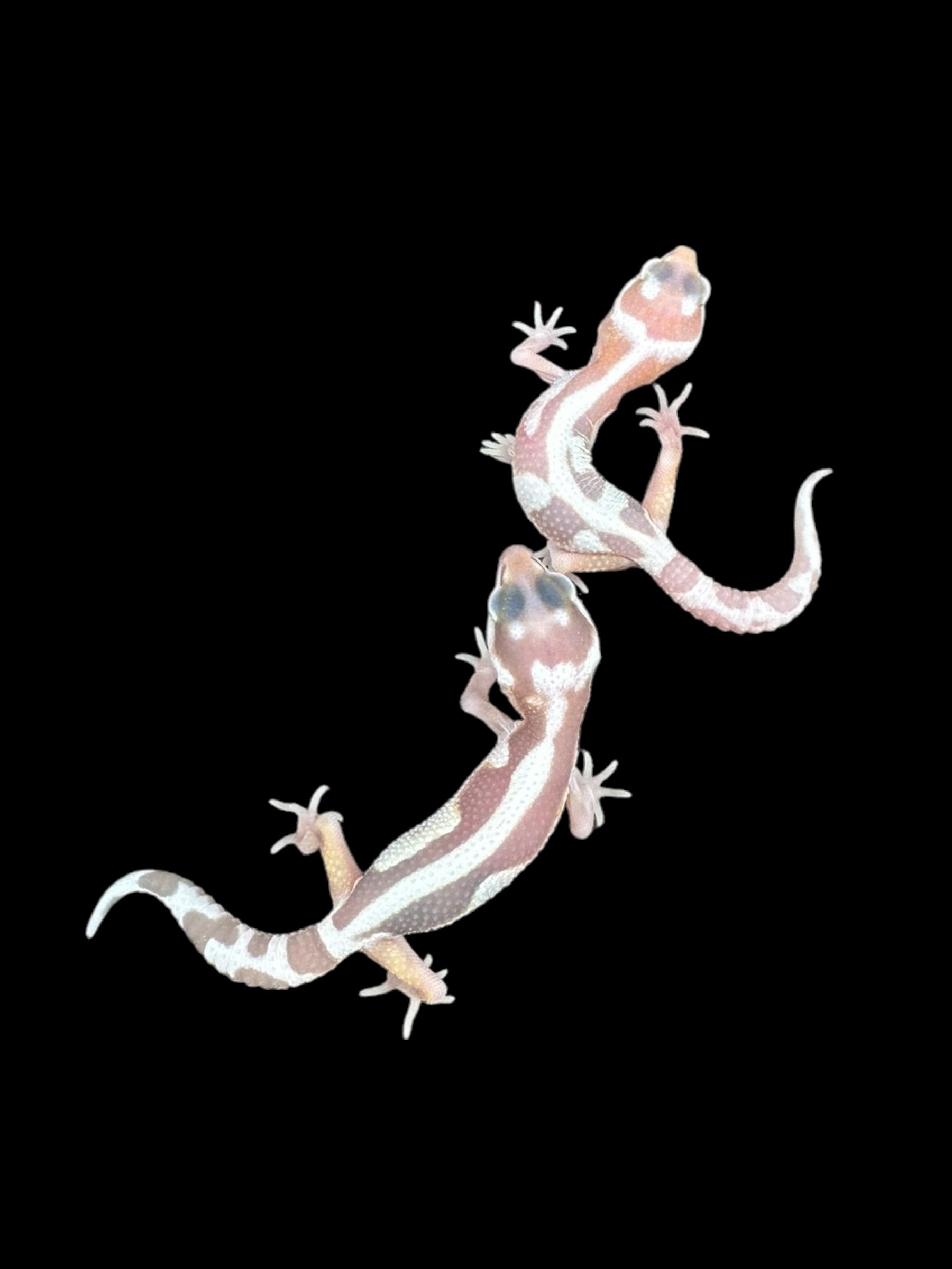 Leopard gecko (Tremper Bold Stripe Jungle WY Mack Snow)