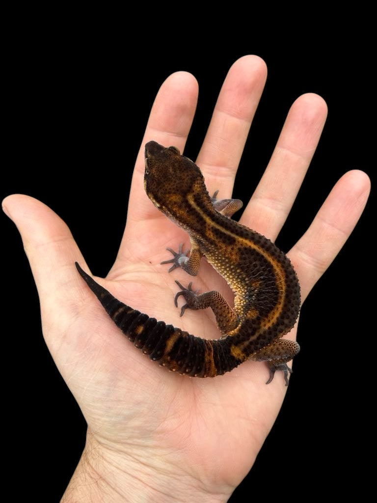 Leopard Gecko (Dark Black Night Mandarin Tangerine Het Tremper)