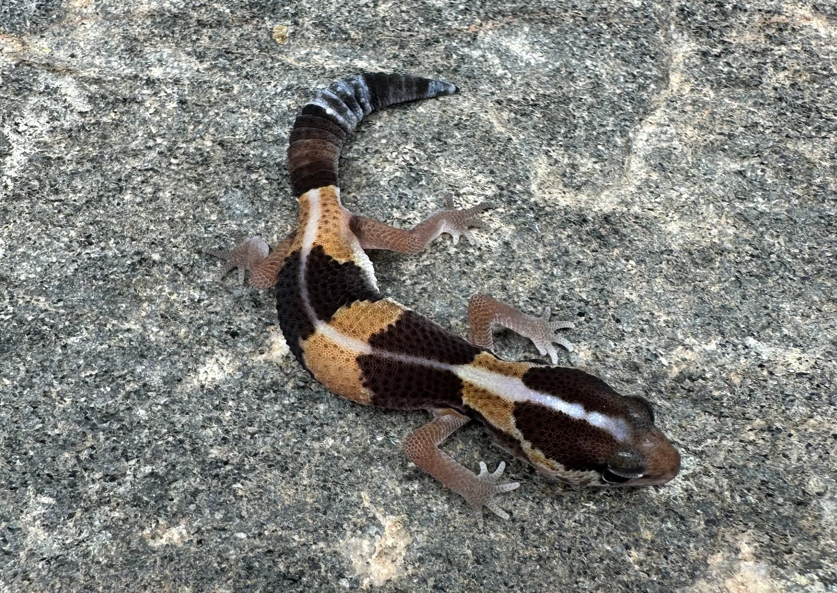 Gecko africain à grosse queue (Striped Het Oreo Zulu)