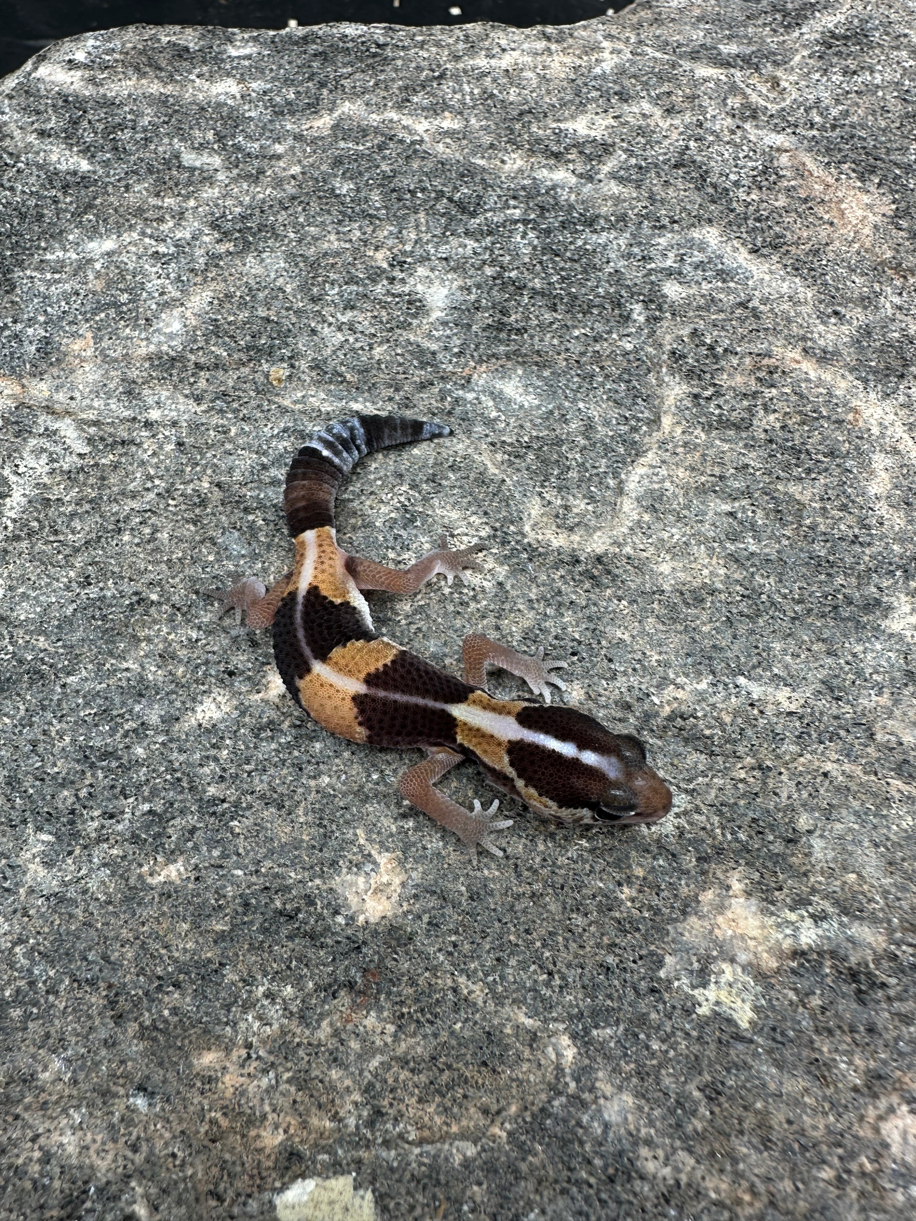 African Fat Tail Gecko (Striped Het Oreo Zulu)