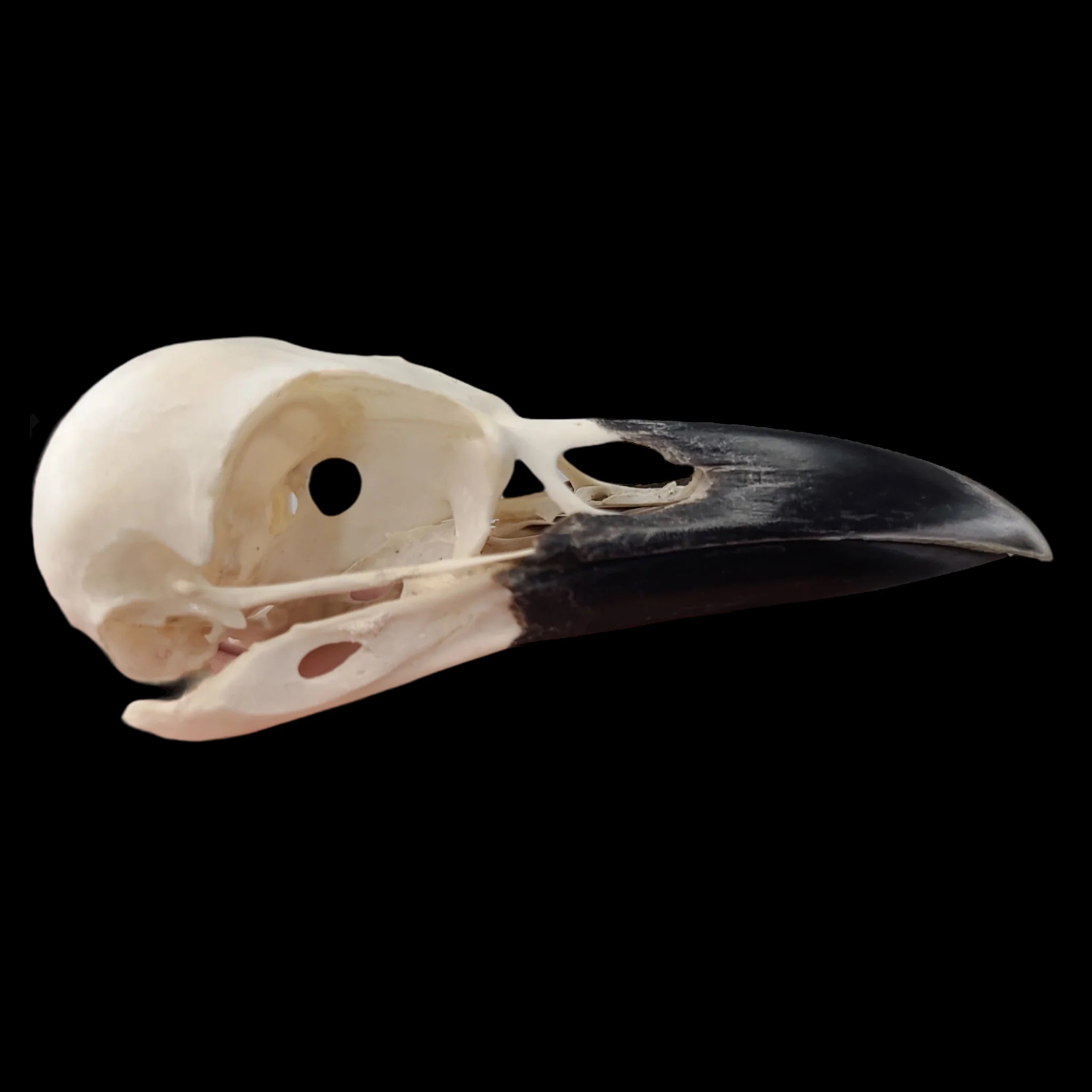 Carion Crow Skull