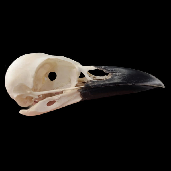 YARNNAKARN Crow&Deer Skull ヤナカーンCarion Crow Skull YARNNAKARN Crow&Deer Skull ヤナカーンCarion Crow Skull