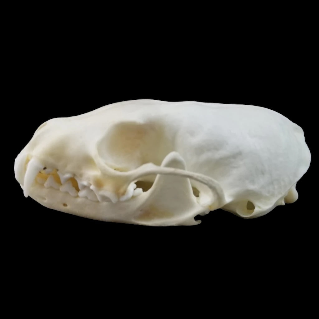 American Pine Marten Skull