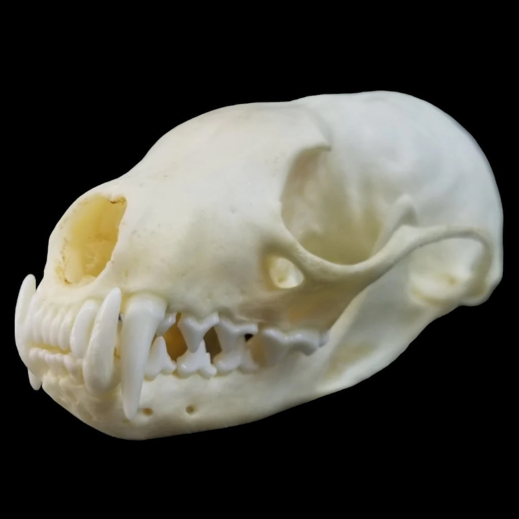 American Pine Marten Skull
