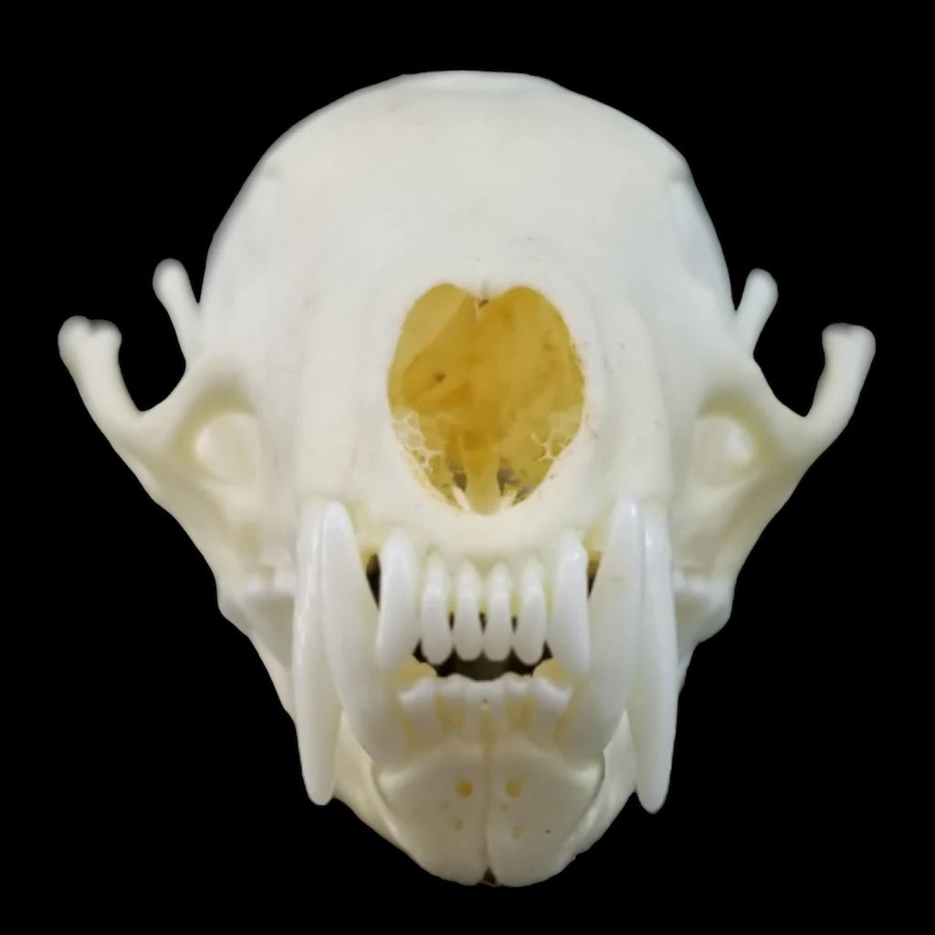 American Pine Marten Skull