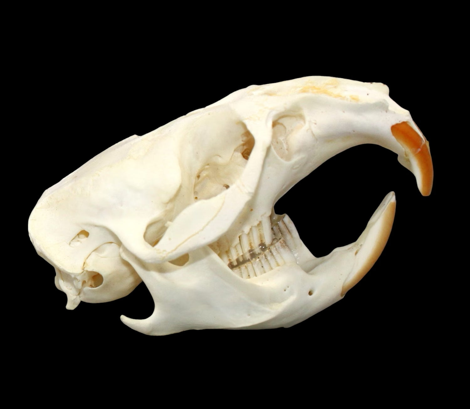 Muskrat Skull