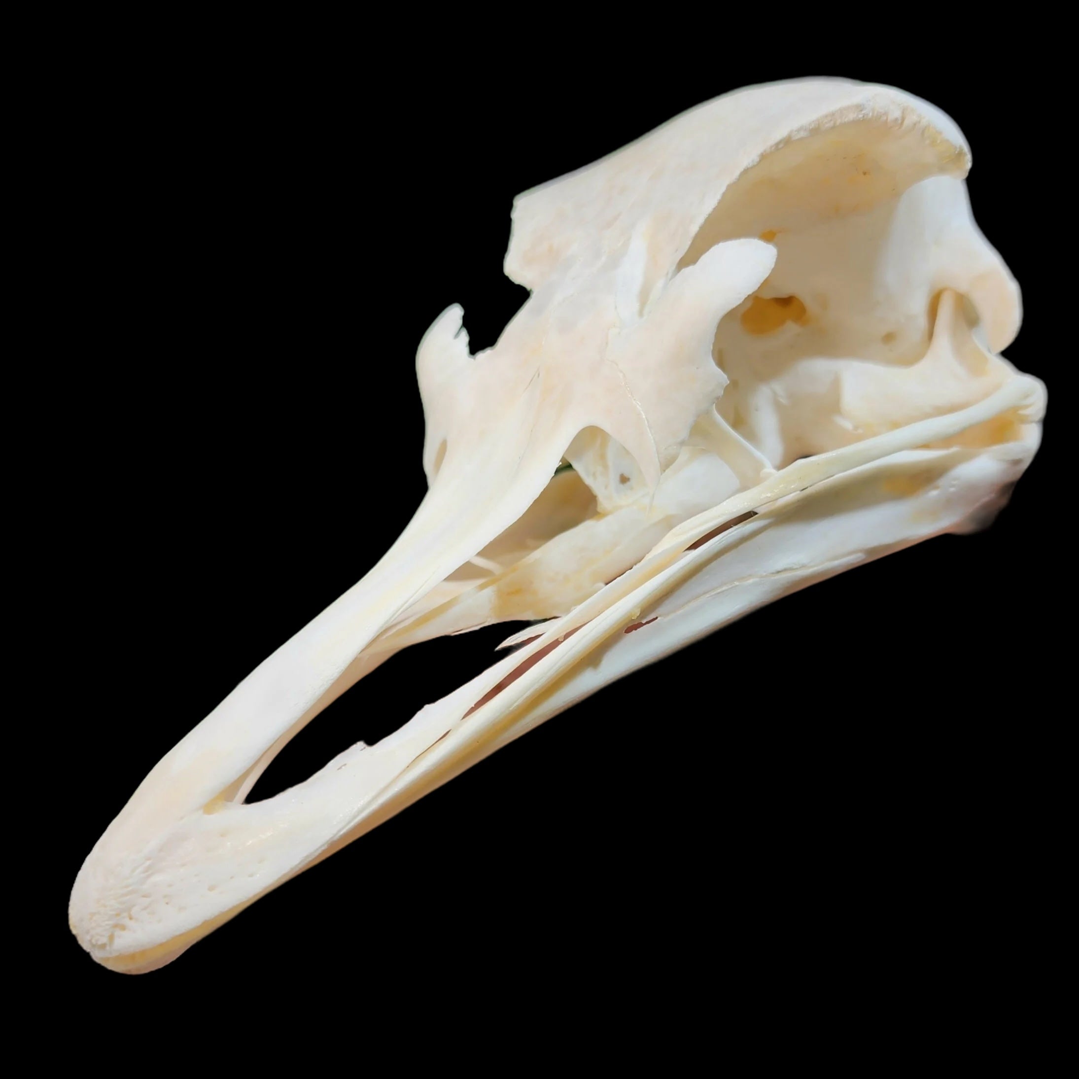 Ostrich Skull