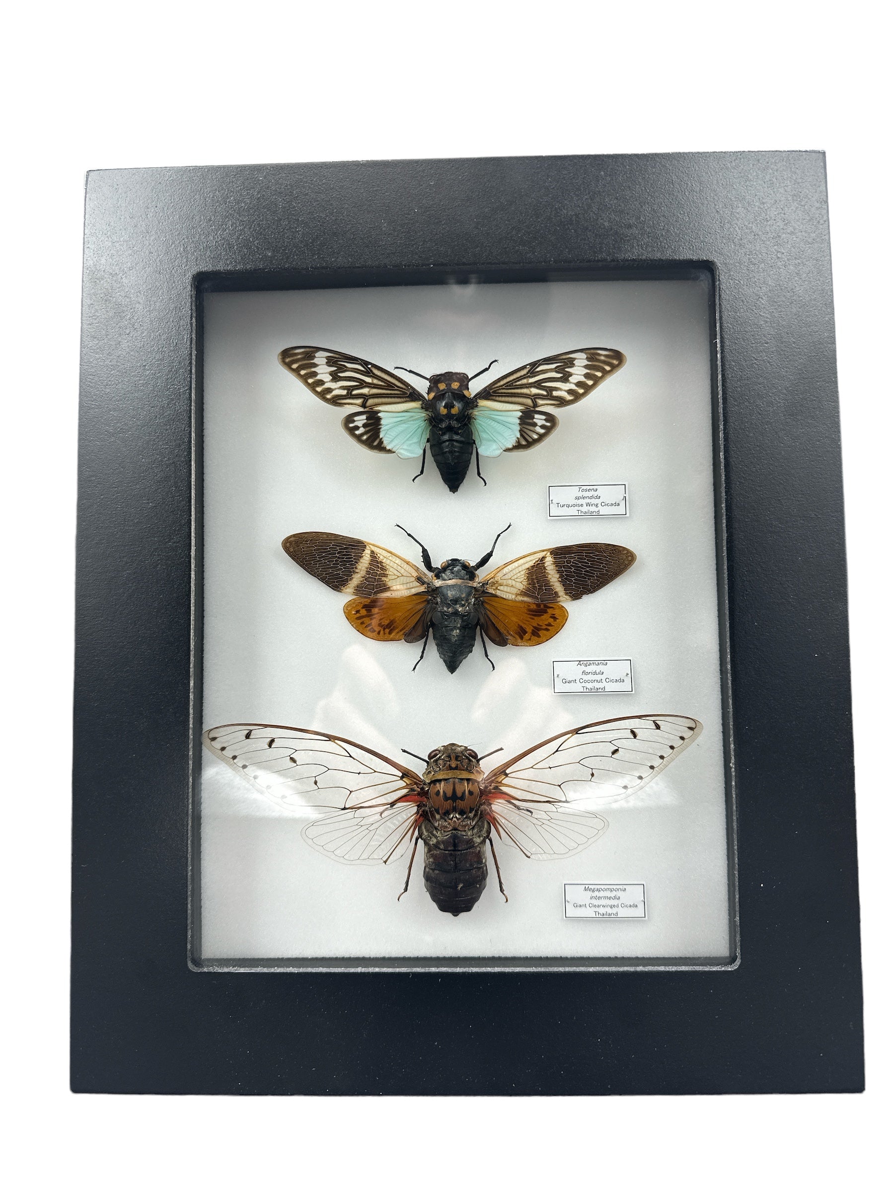 Cicadas x3 (Tosena splendida + Angamania floridula + Pomponia intermedia) - 7x9" Frame