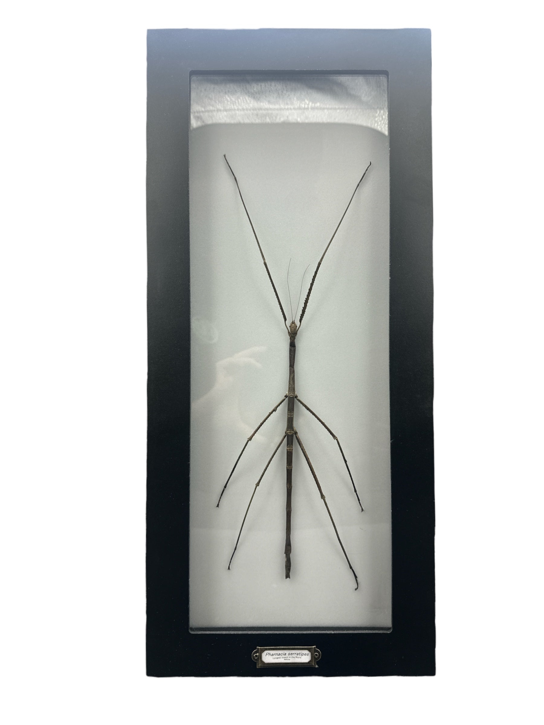Giant Stick Insect (Pharnacia serratipes) - 6x19" Frame